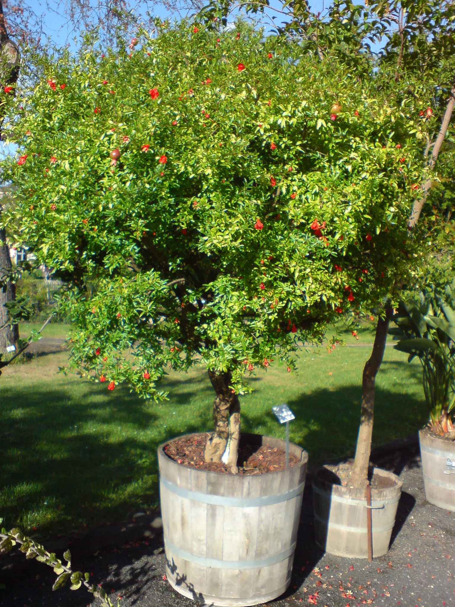 Pomegranate (Punica Granatum) — serving as a dual-purpose addition to any landscape design; shrub / tree with orange blooms, image 62