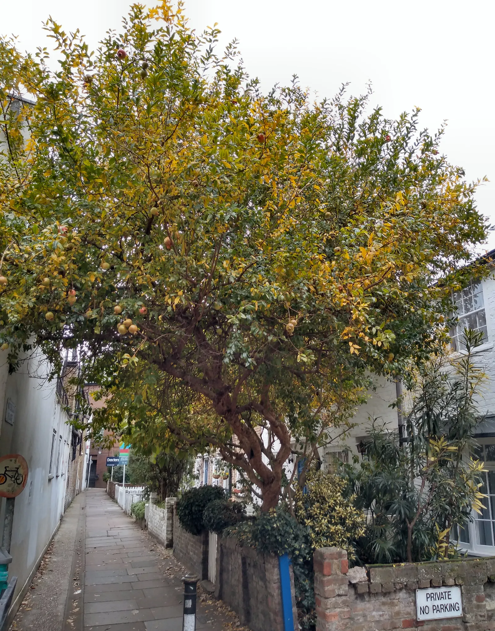 Pomegranate (Punica Granatum) — or even as a functional hedge with seasonal interest; it thrives in full sun and well-drained soil, with moderate water needs