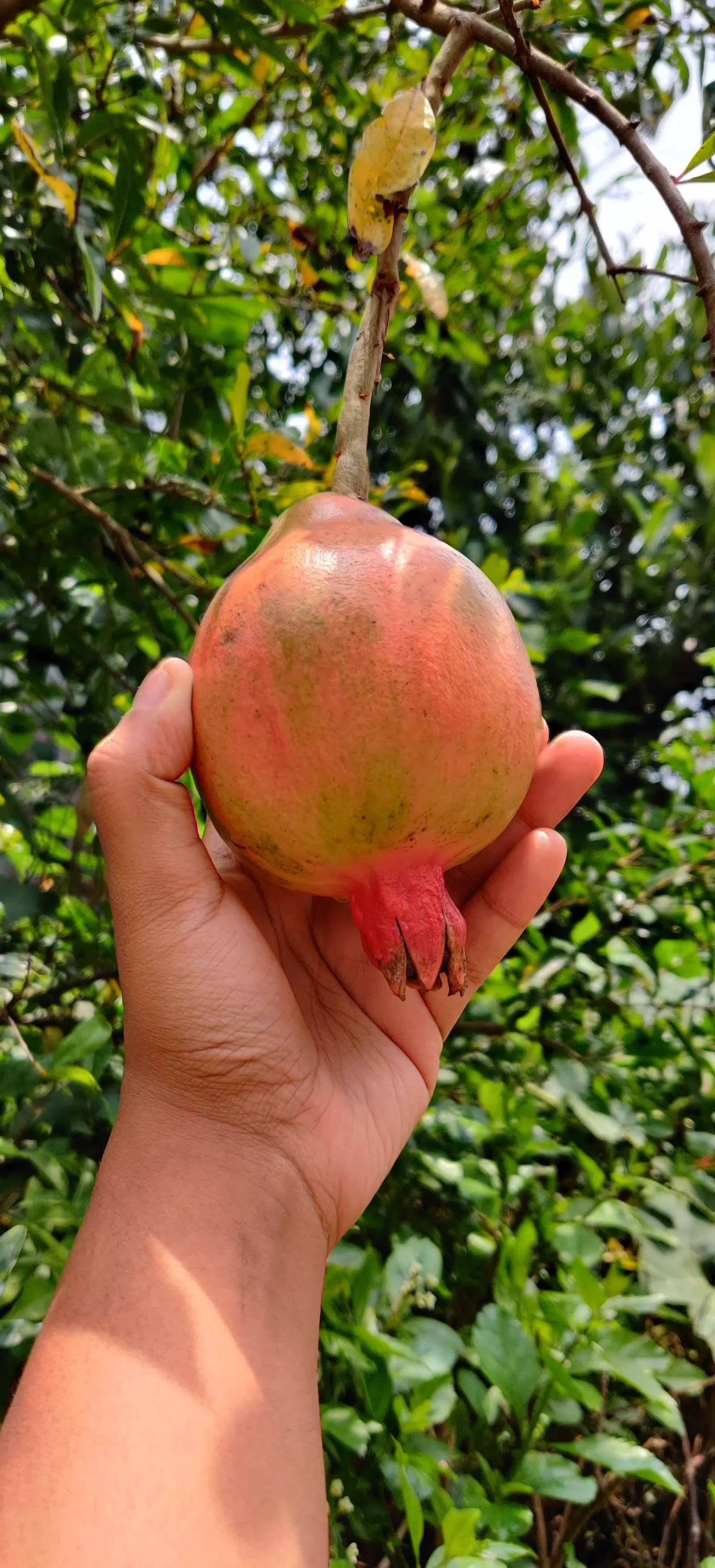 Pomegranate (Punica Granatum) — It thrives in full sun and well-drained soil, with moderate water needs; pomegranates prefer a sunny position and, image 57