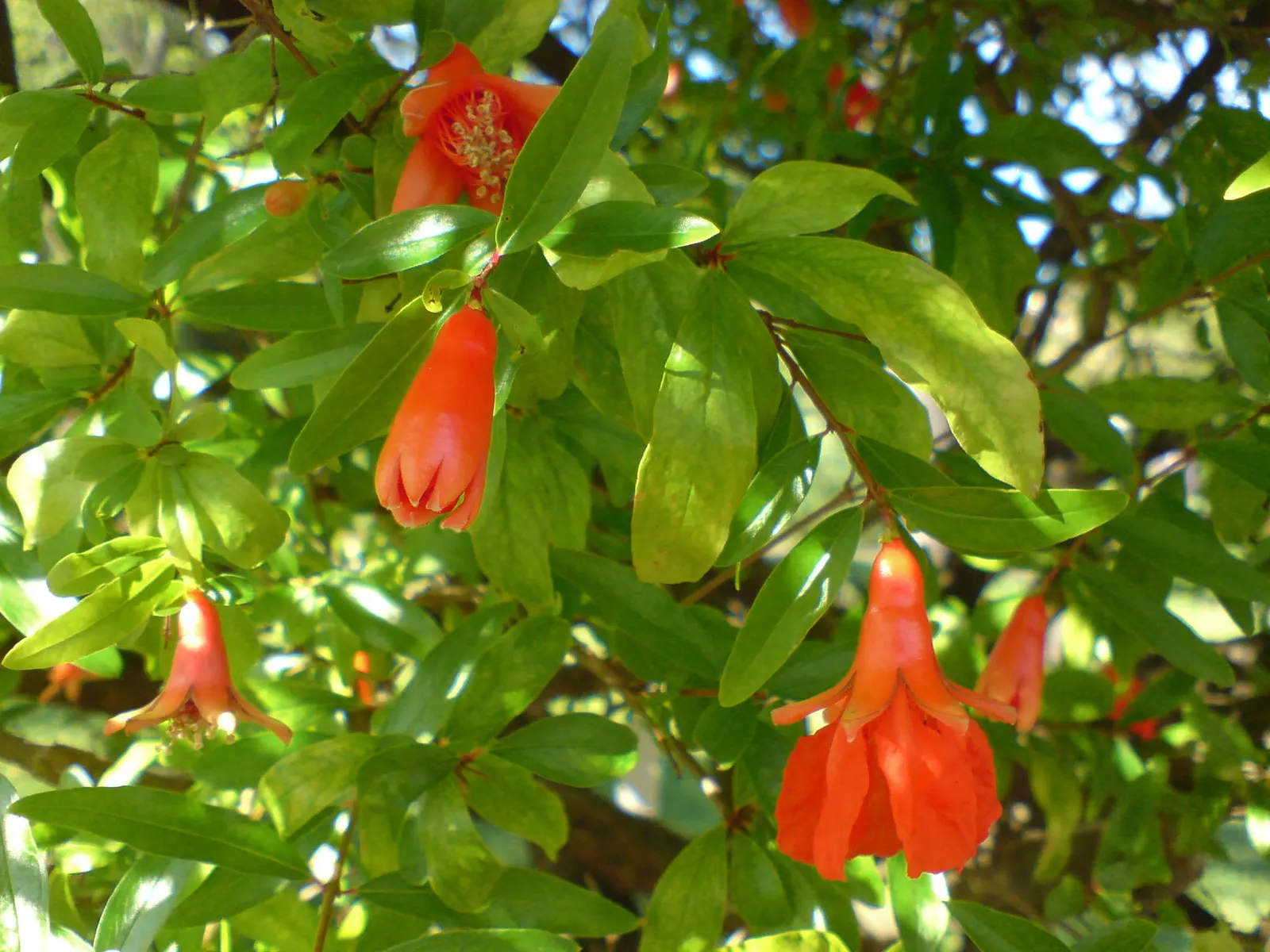 Pomegranate (Punica Granatum) — shrub / tree for full or half; or even as a functional hedge with seasonal interest
