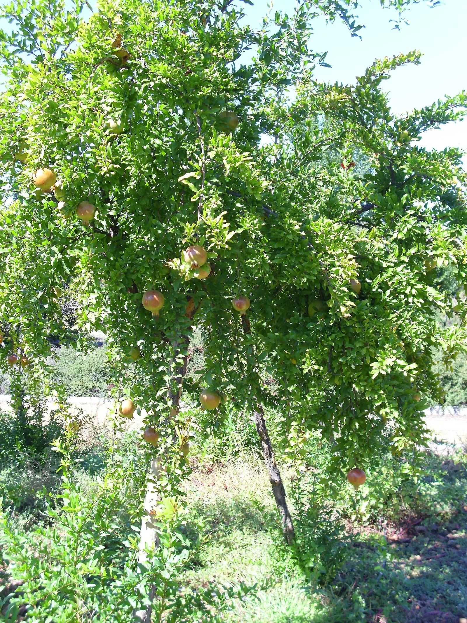 Pomegranate (Punica Granatum) — is a deciduous shrub known for its ornamental beauty and delicious fruit