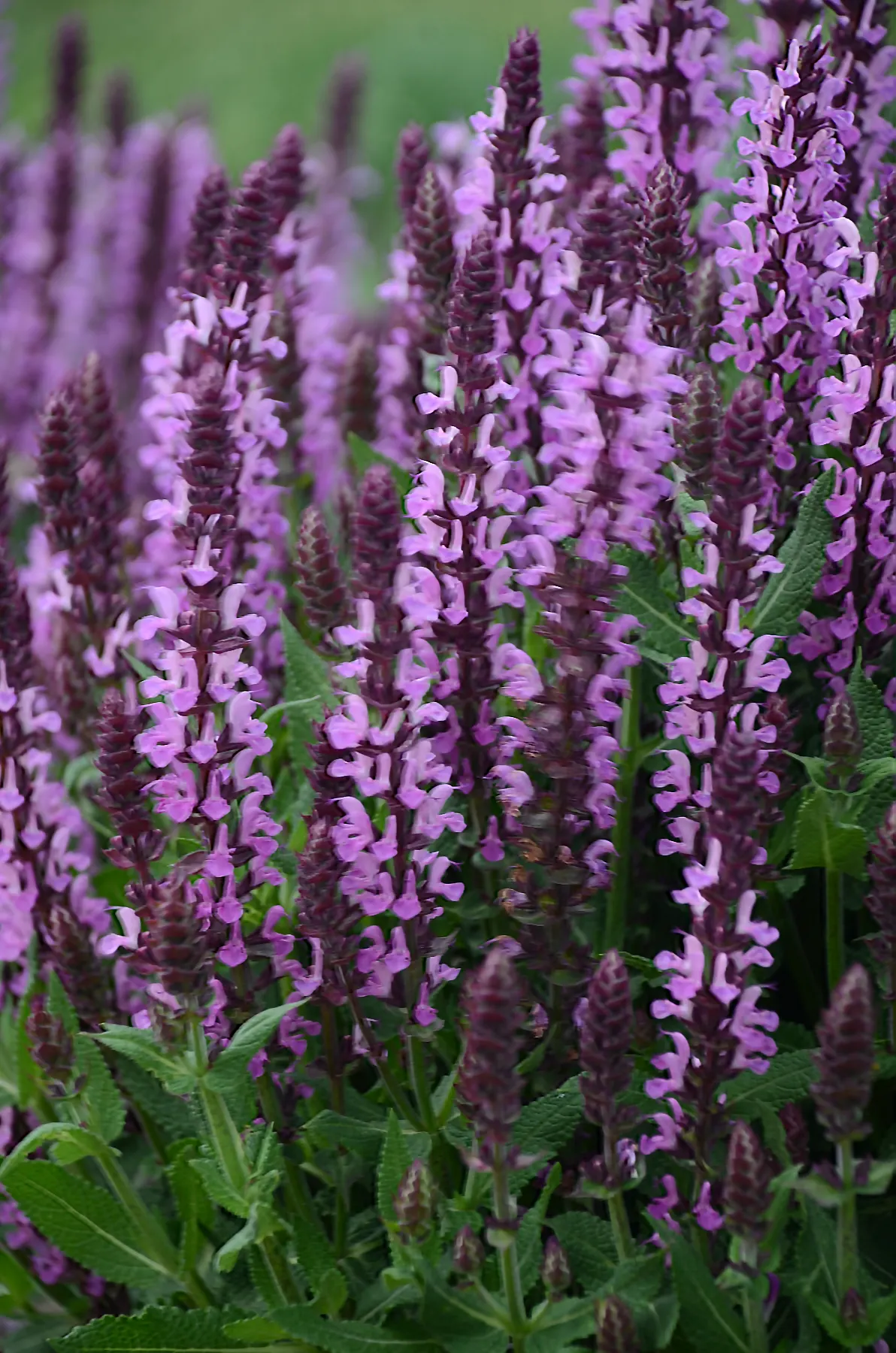 'Pink Profusion' Perennial Salvia (Salvia nemorosa) — Proven Winners - 'Pink Profusion' - Perennial Salvia - Salvia nemorosa pink dark pink plant details