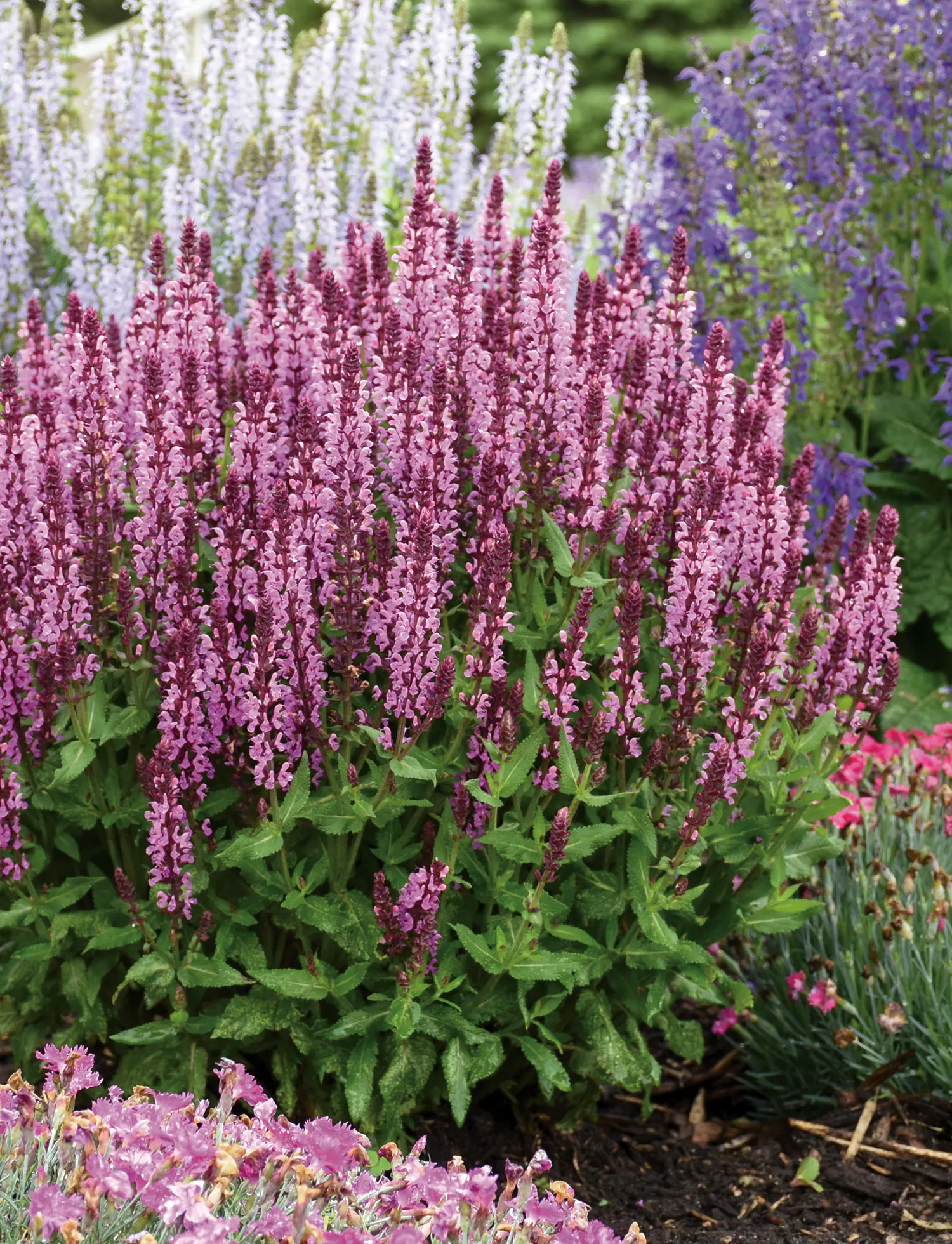 'Pink Profusion' Perennial Salvia (Salvia nemorosa) — information and resources