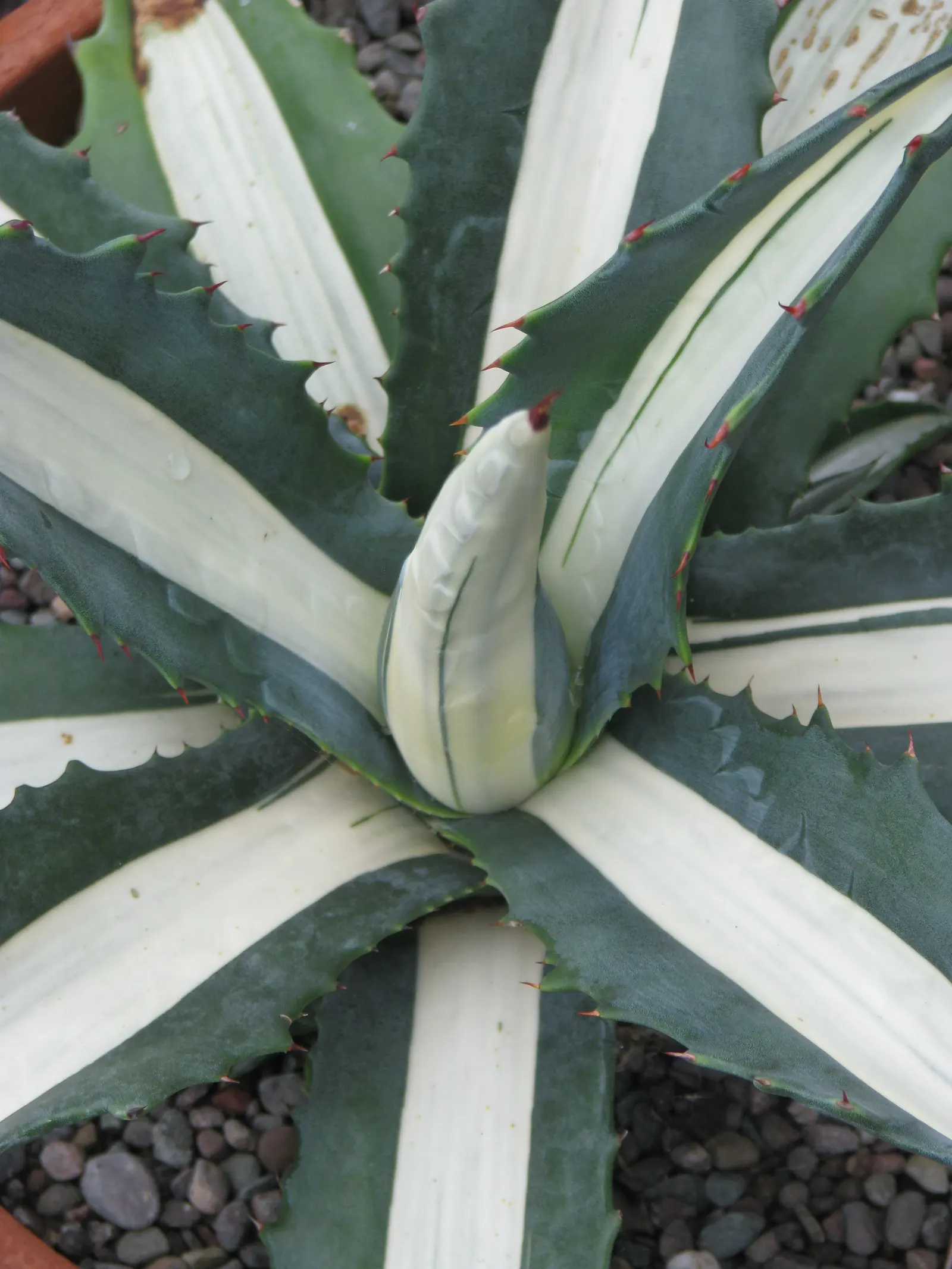 Medio-Picta Century Plant (Agave americana 'Mediopicta') — perennial succulent with rosettes spanning up to 3 feet wide