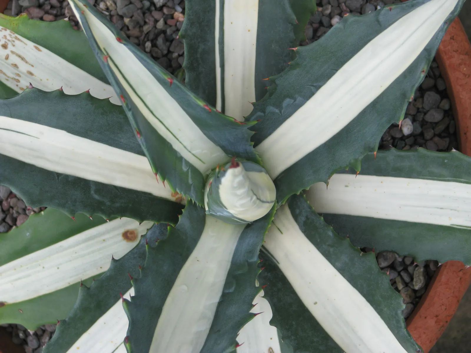Medio-Picta Century Plant (Agave americana 'Mediopicta') — These foliage blades culminate in sharp tips, reaching lengths of 18-24 inches