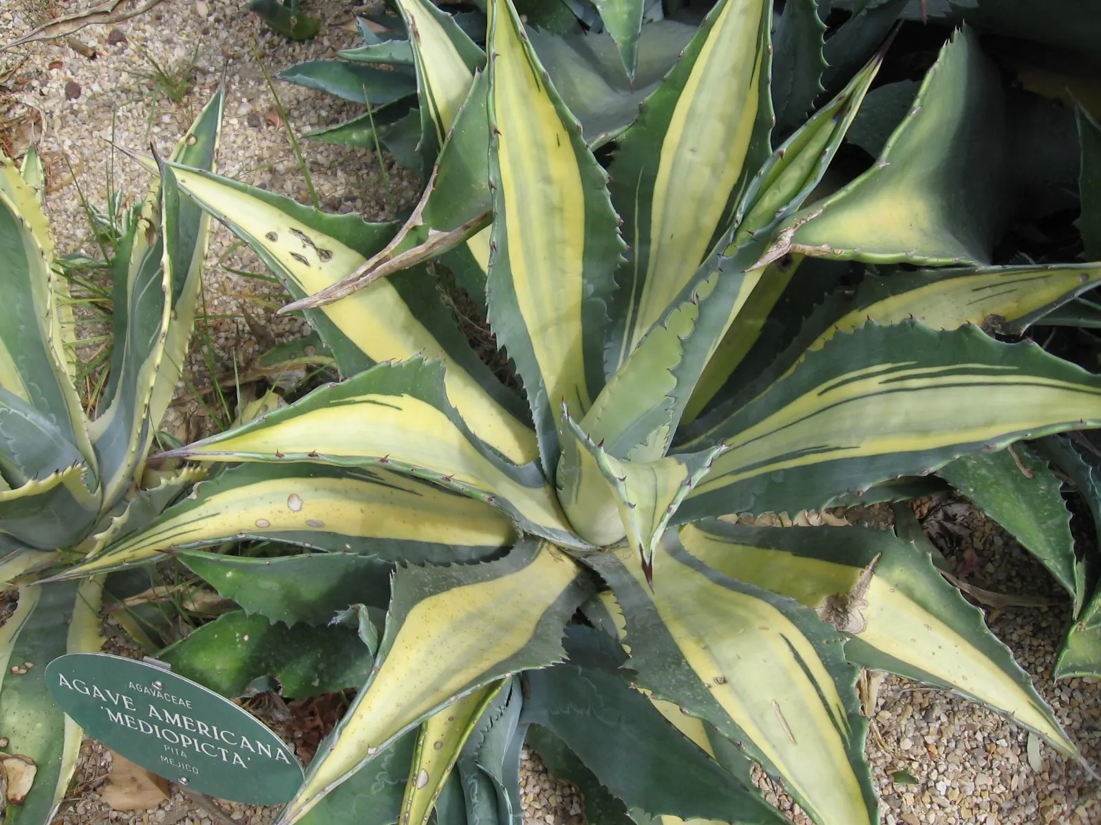 Medio-Picta Century Plant (Agave americana 'Mediopicta') — The Agave mediopicta 'Alba,' a stunning