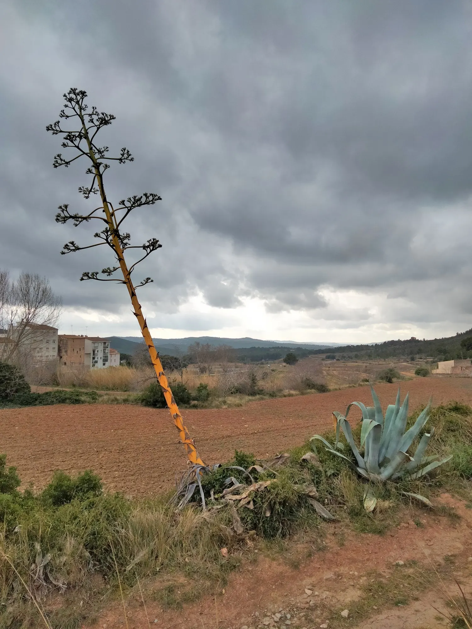 Medio-Picta Century Plant (Agave americana 'Mediopicta') — typically after 10+ years