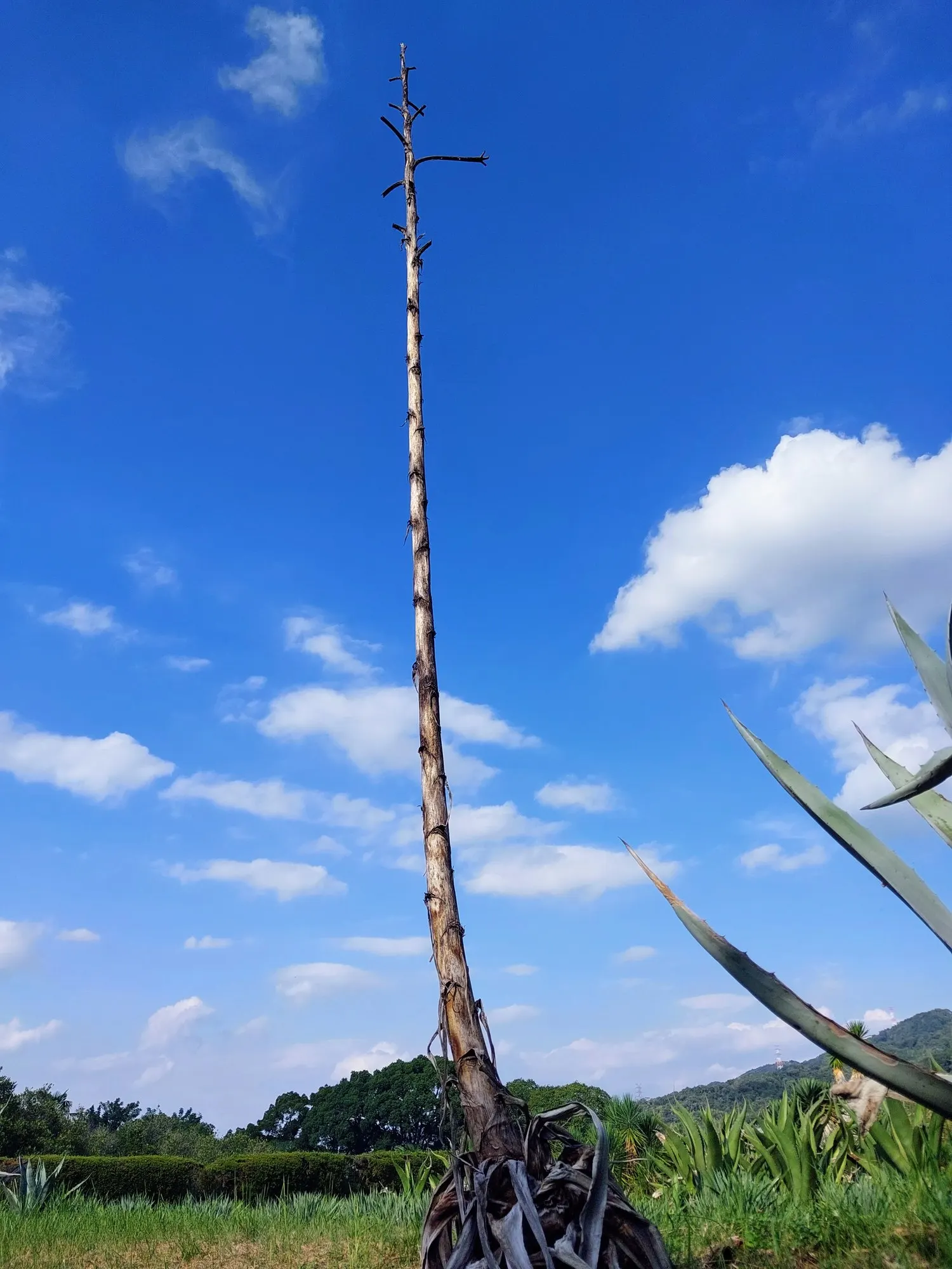Medio-Picta Century Plant (Agave americana 'Mediopicta') — ensuring safety and room for growth
