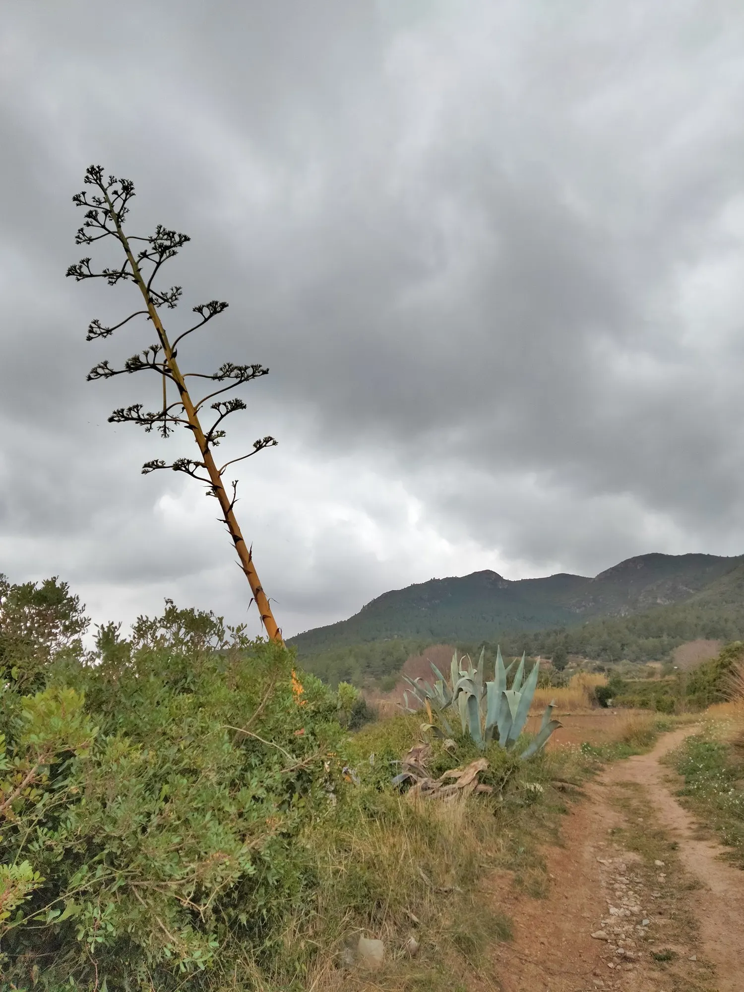 Medio-Picta Century Plant (Agave americana 'Mediopicta') — this focal plant blooms once at maturity