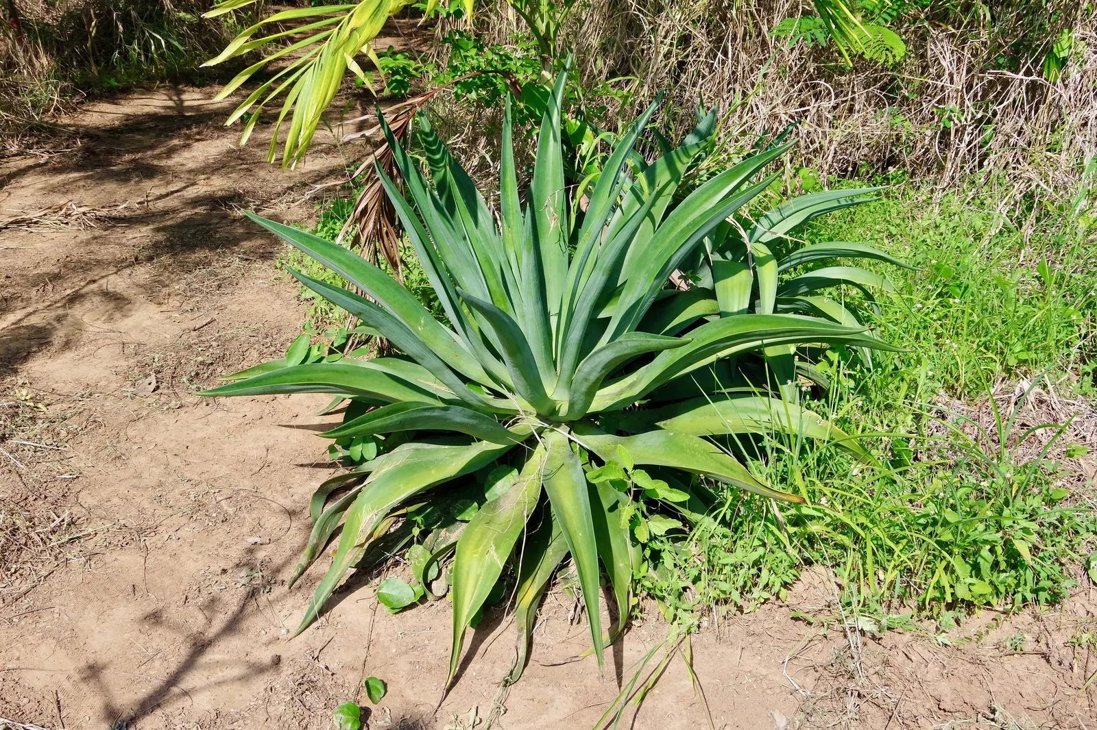Medio-Picta Century Plant (Agave americana 'Mediopicta') — signaling the end of its life cycle