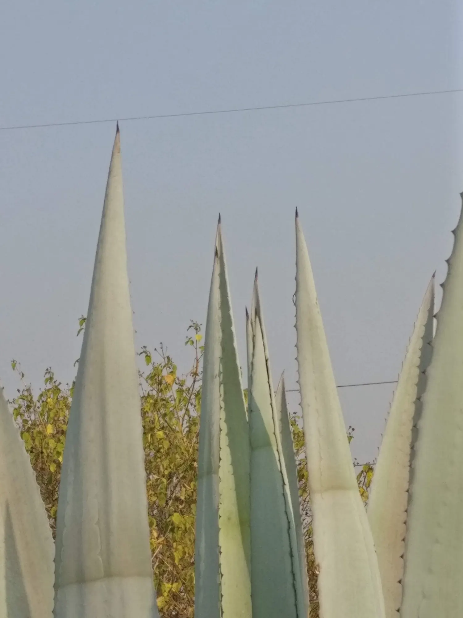 Medio-Picta Century Plant (Agave americana 'Mediopicta') — The Agave mediopicta 'Alba'