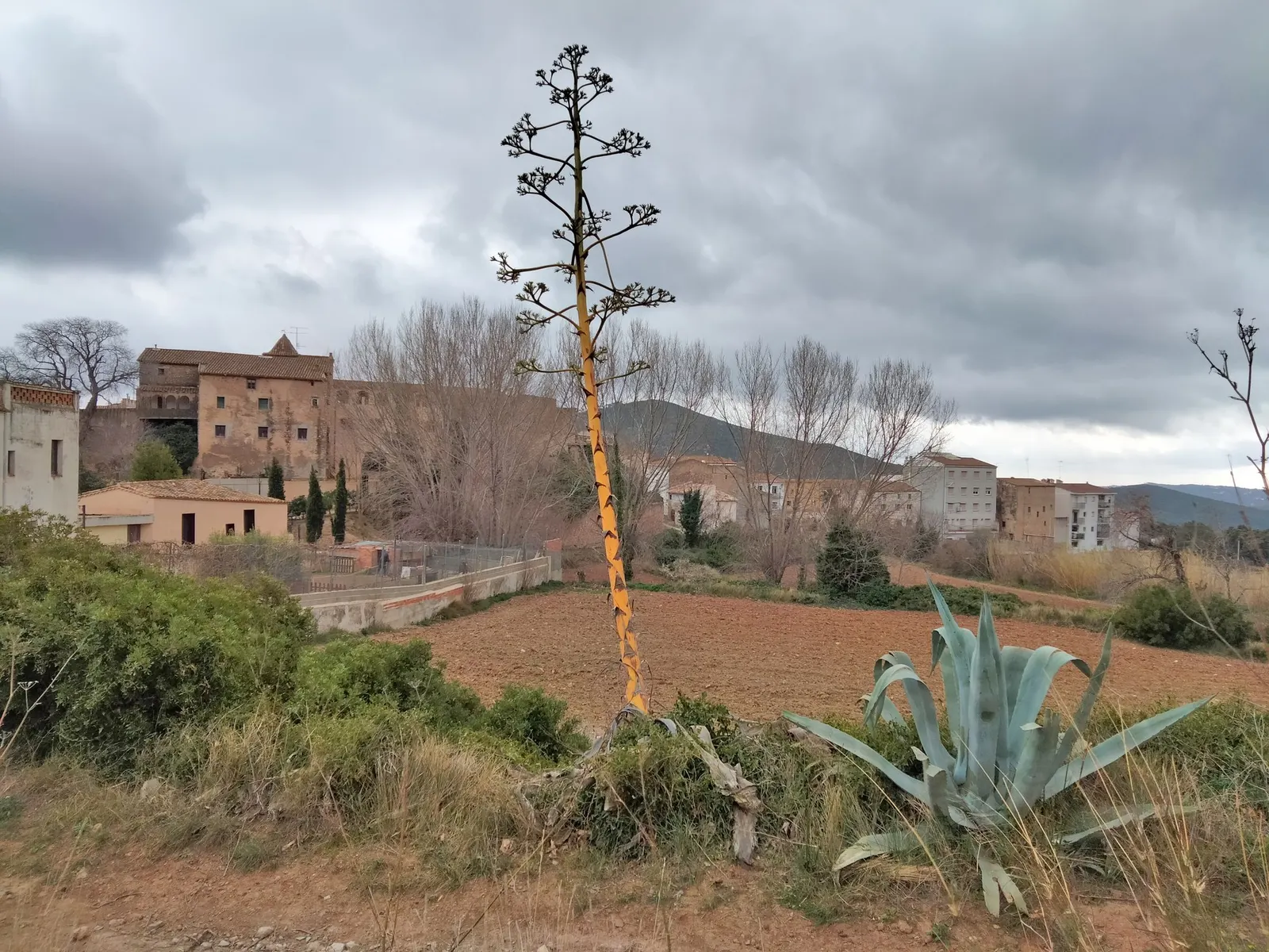 Medio-Picta Century Plant (Agave americana 'Mediopicta') — drought-tolerant plant that thrives in USDA Hardiness Zones 8 through 11