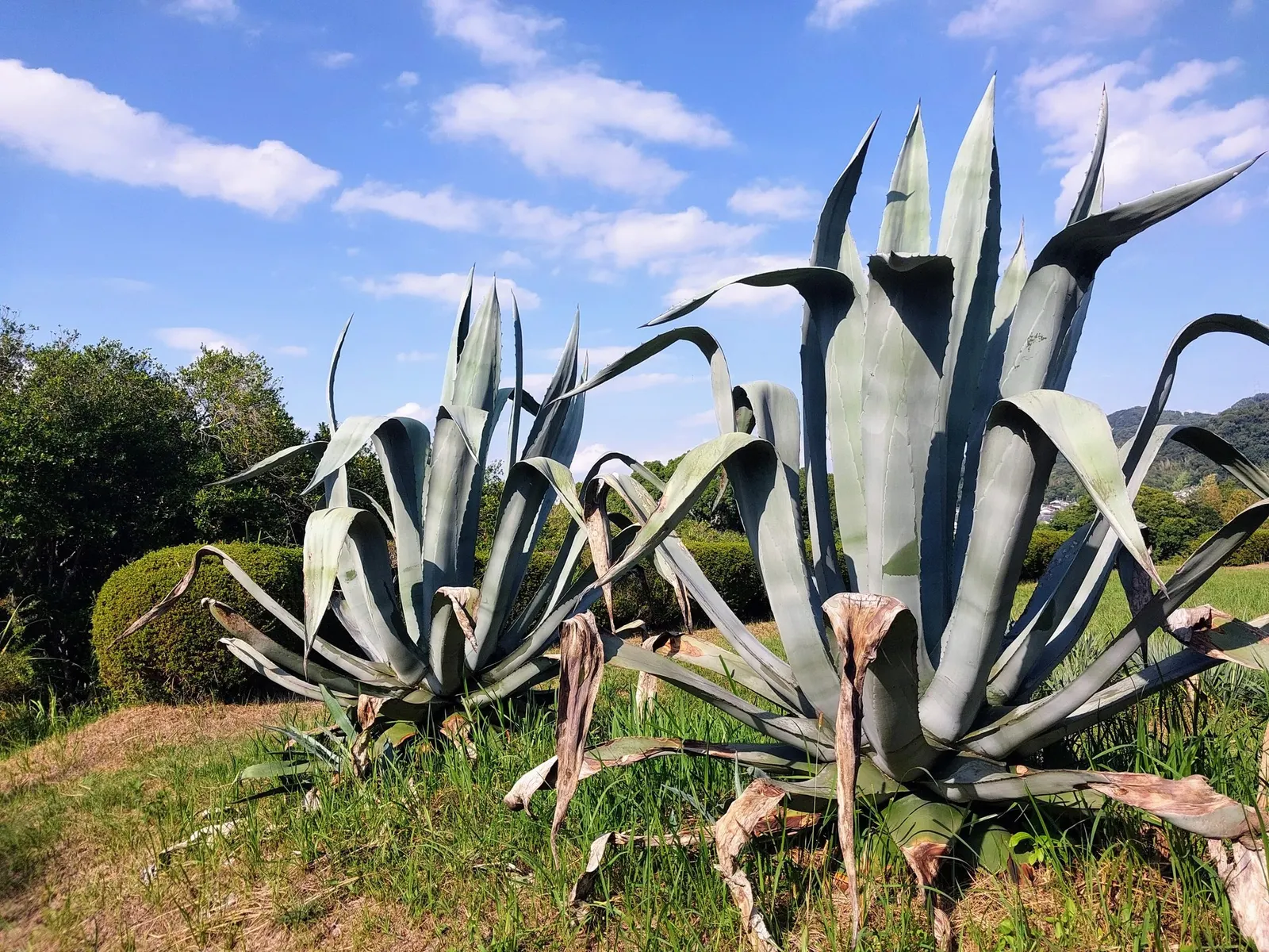 Medio-Picta Century Plant (Agave americana 'Mediopicta') — the Medio-Picta Century Plant may produce a towering flower spike 8 to 14 feet high after many years