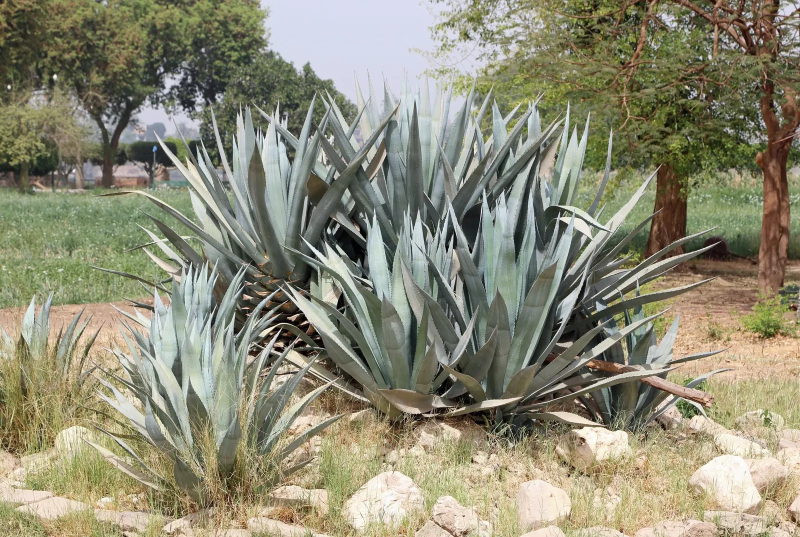 Medio-Picta Century Plant (Agave americana 'Mediopicta') — as it is remarkably water-efficient.<br><br>An infrequent bloomer