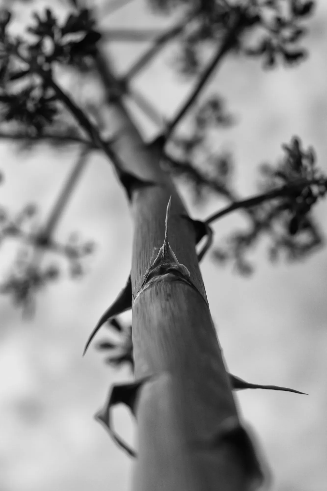 Medio-Picta Century Plant (Agave americana 'Mediopicta') — it is best placed away from high-traffic areas