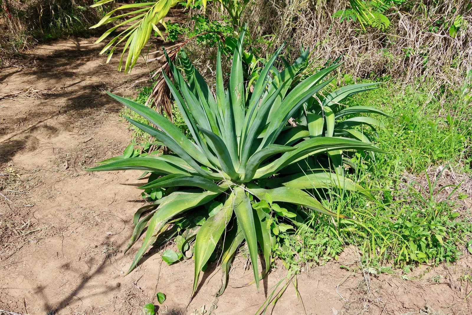 Medio-Picta Century Plant (Agave americana 'Mediopicta') — commonly referred to as the Medio-Picta Century Plant