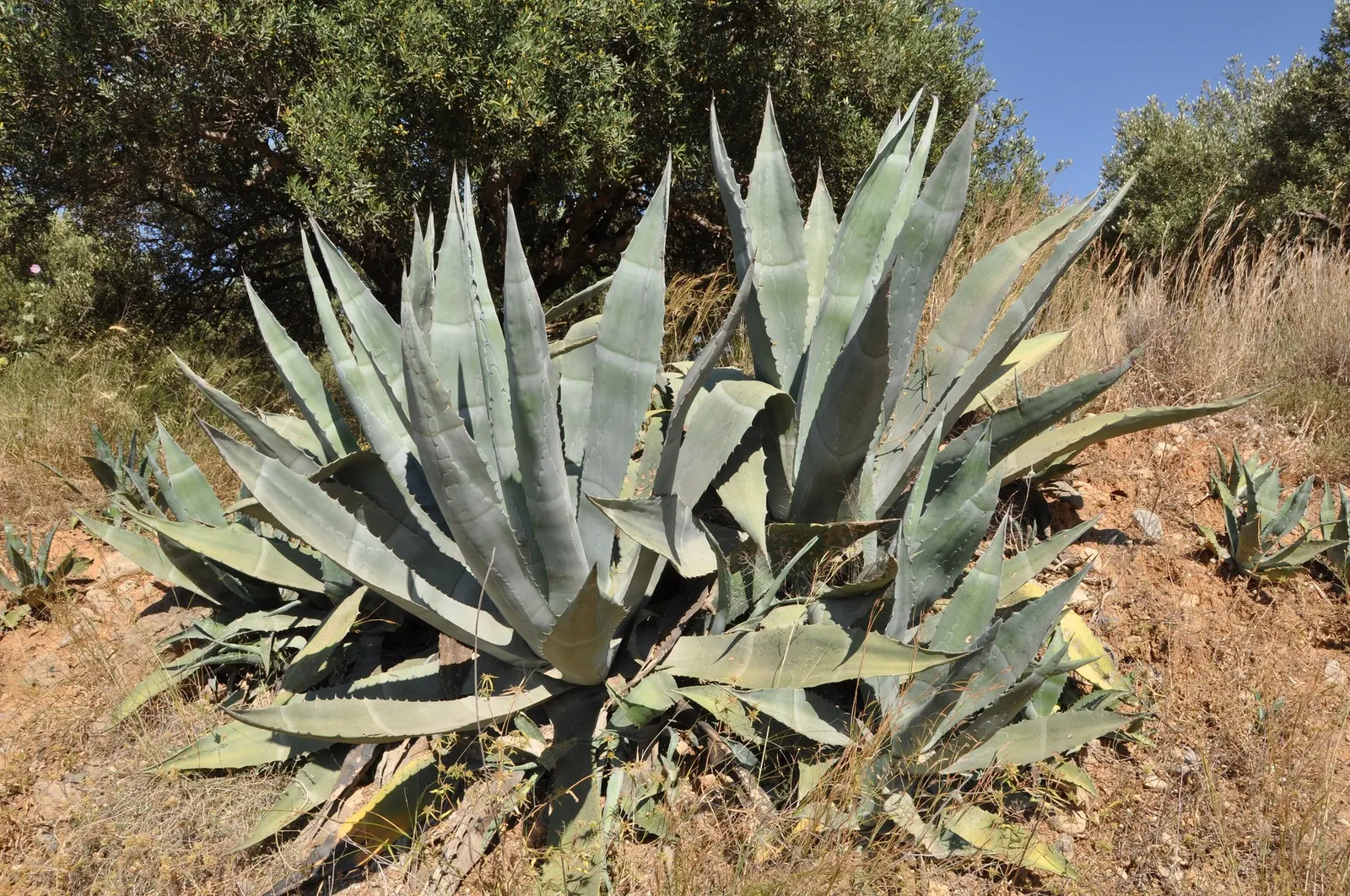 Medio-Picta Century Plant (Agave americana 'Mediopicta') — provides a striking statement in garden landscapes with its bold architectural form and variegated