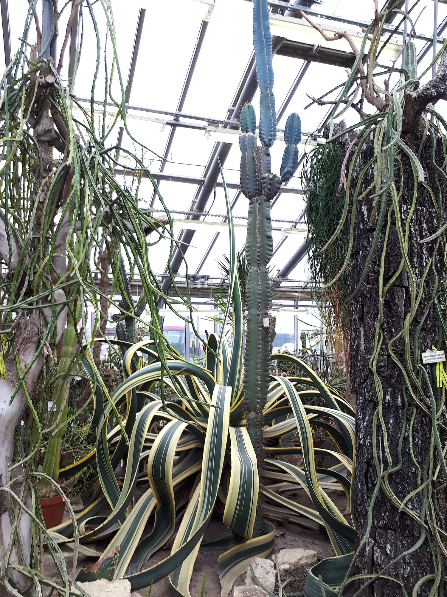Medio-Picta Century Plant (Agave americana 'Mediopicta') — adding texture and visual interest.<br><br>This agave is a slow-growing