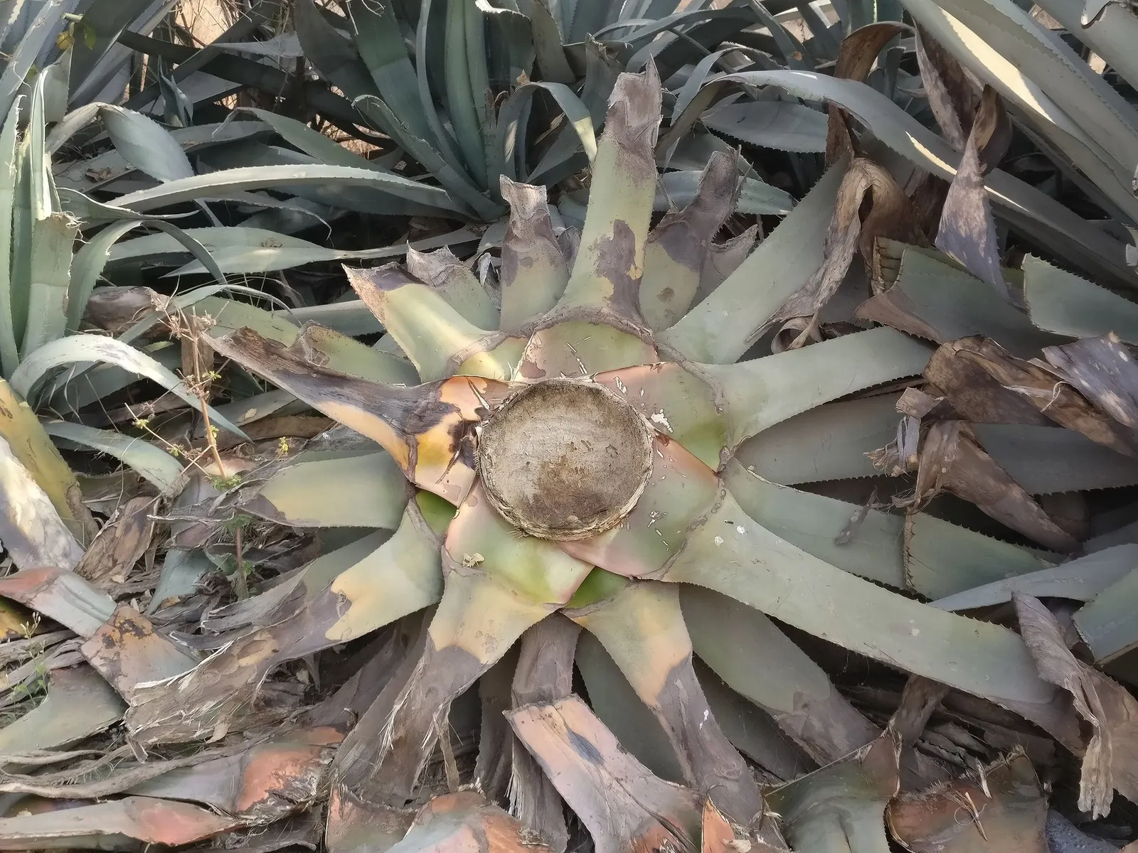 Medio-Picta Century Plant (Agave americana 'Mediopicta') — with a towering 8-10 foot flower spike