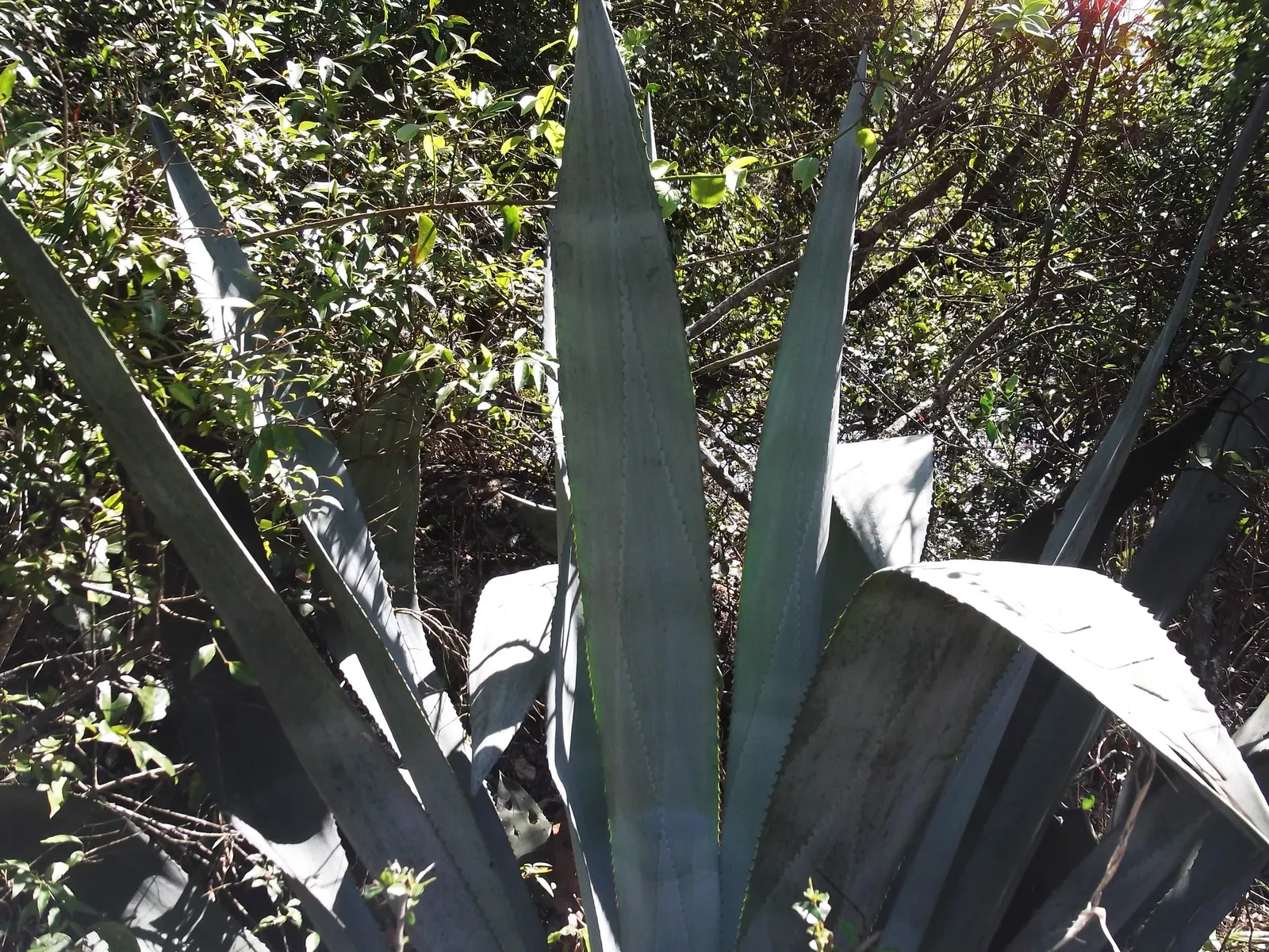 Medio-Picta Century Plant (Agave americana 'Mediopicta') — and provide minimal supplemental watering once established