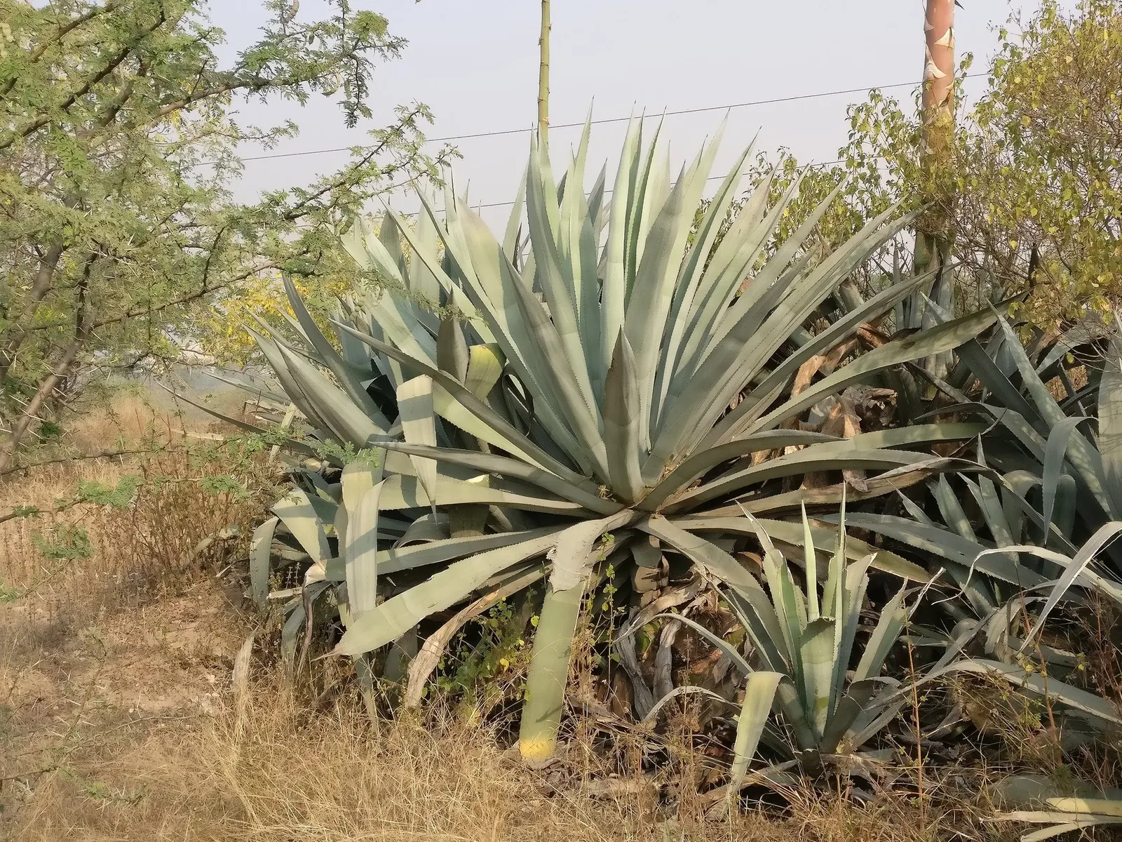 Medio-Picta Century Plant (Agave americana 'Mediopicta') — It prefers full sun exposure but can tolerate partial shade, making it versatile for different