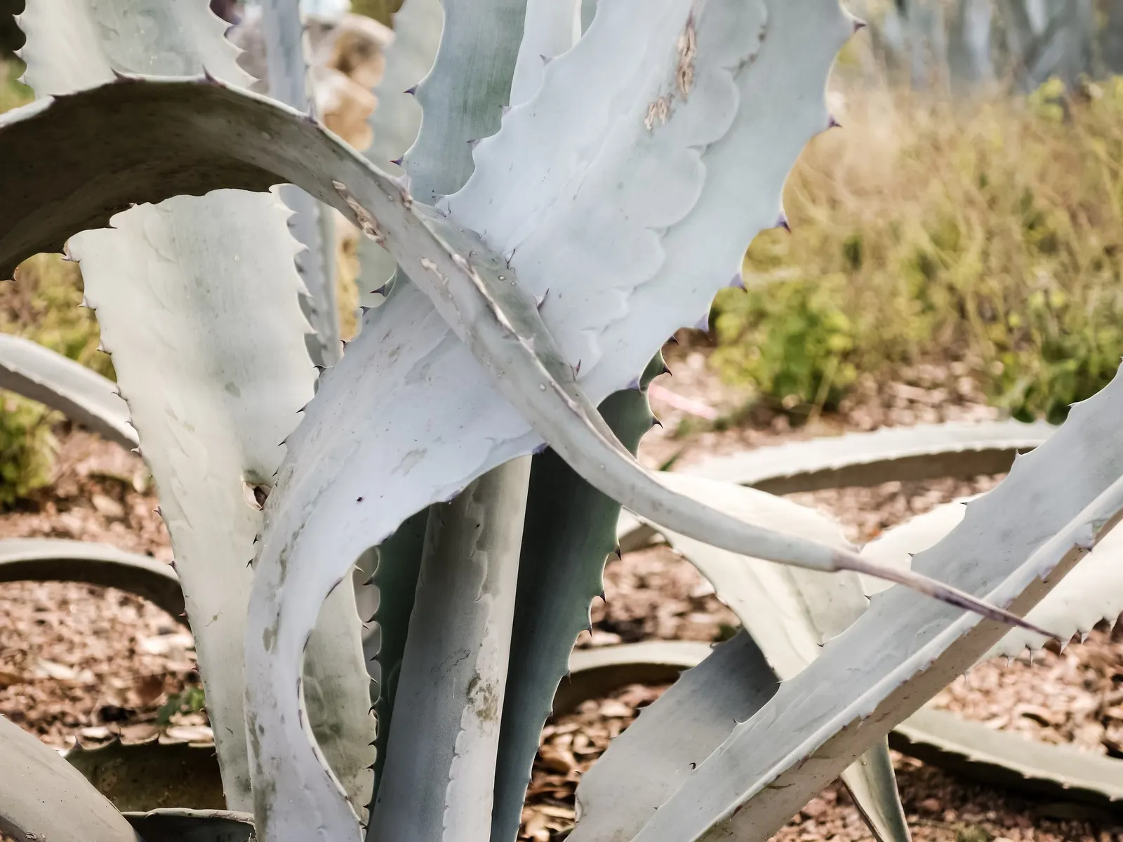 Medio-Picta Century Plant (Agave americana 'Mediopicta') — The dramatic blooms are a magnet for pollinators and add a vertical dimension to the landscape