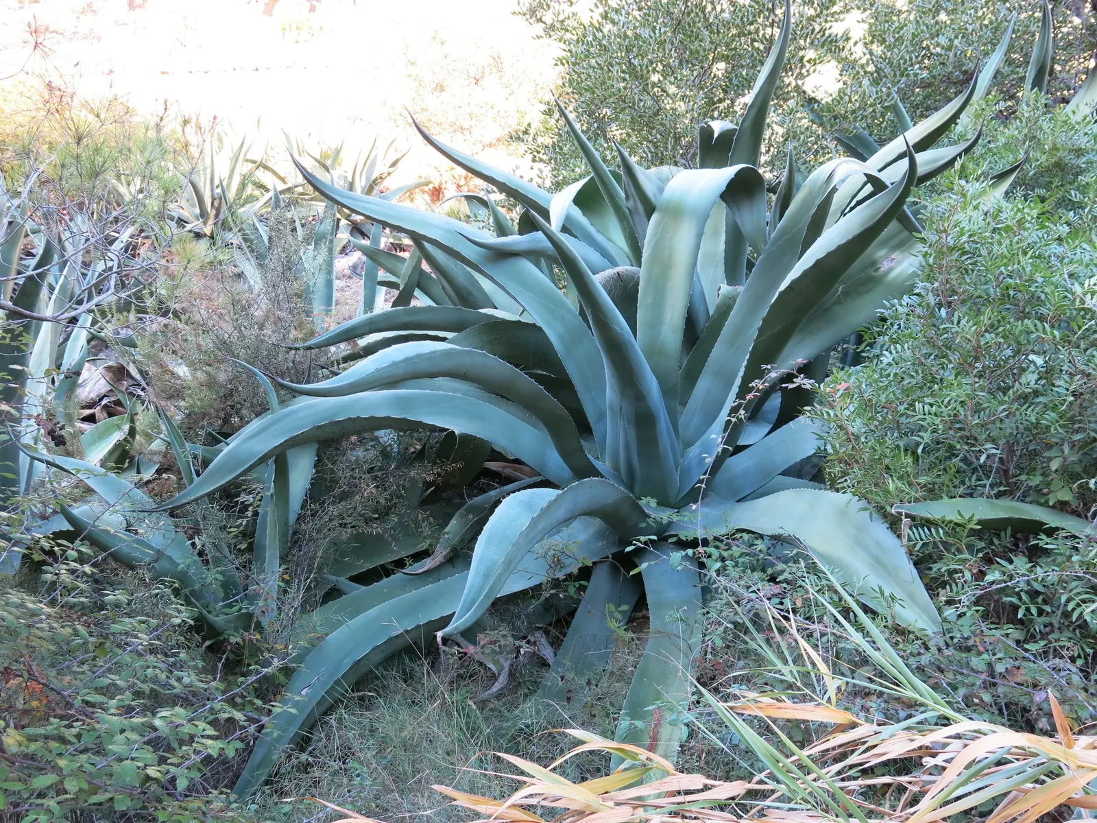 Medio-Picta Century Plant (Agave americana 'Mediopicta') — Plant it in well-drained soil to prevent root rot