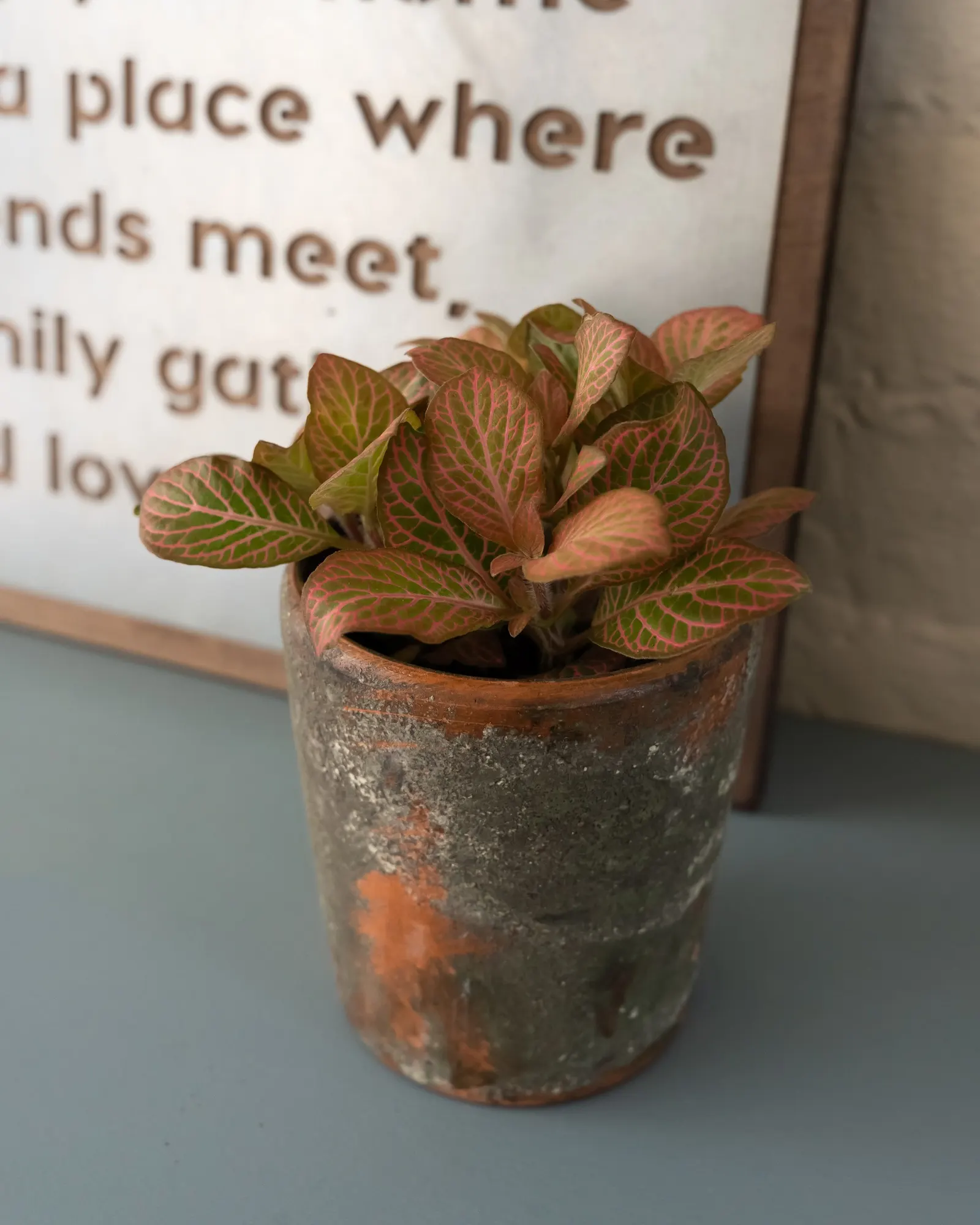 Media™ Nerve Plant (Fittonia albivenis) — It grows just 4-8 inches tall with a low, spreading habit suited to small pots and mixed containers