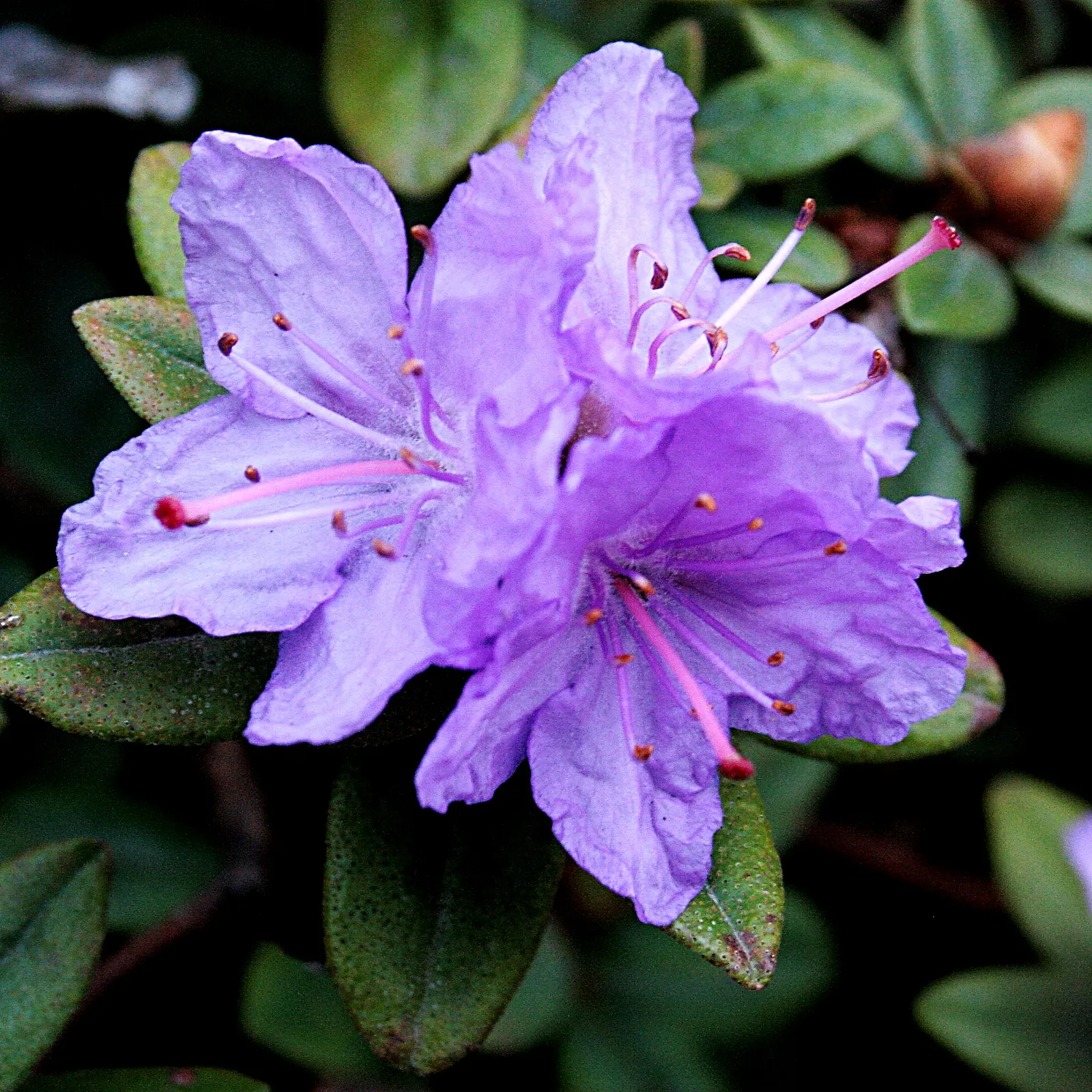 Ramapo Rhododendron (Rhododendron 'Ramapo') — Each bloom is trumpet-shaped and about 1.5 inches in diameter