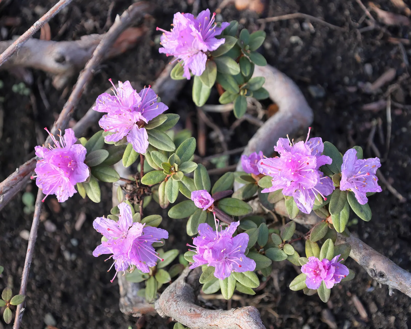 Ramapo Rhododendron (Rhododendron 'Ramapo') — The Rhododendron 'Ramapo' is a compact