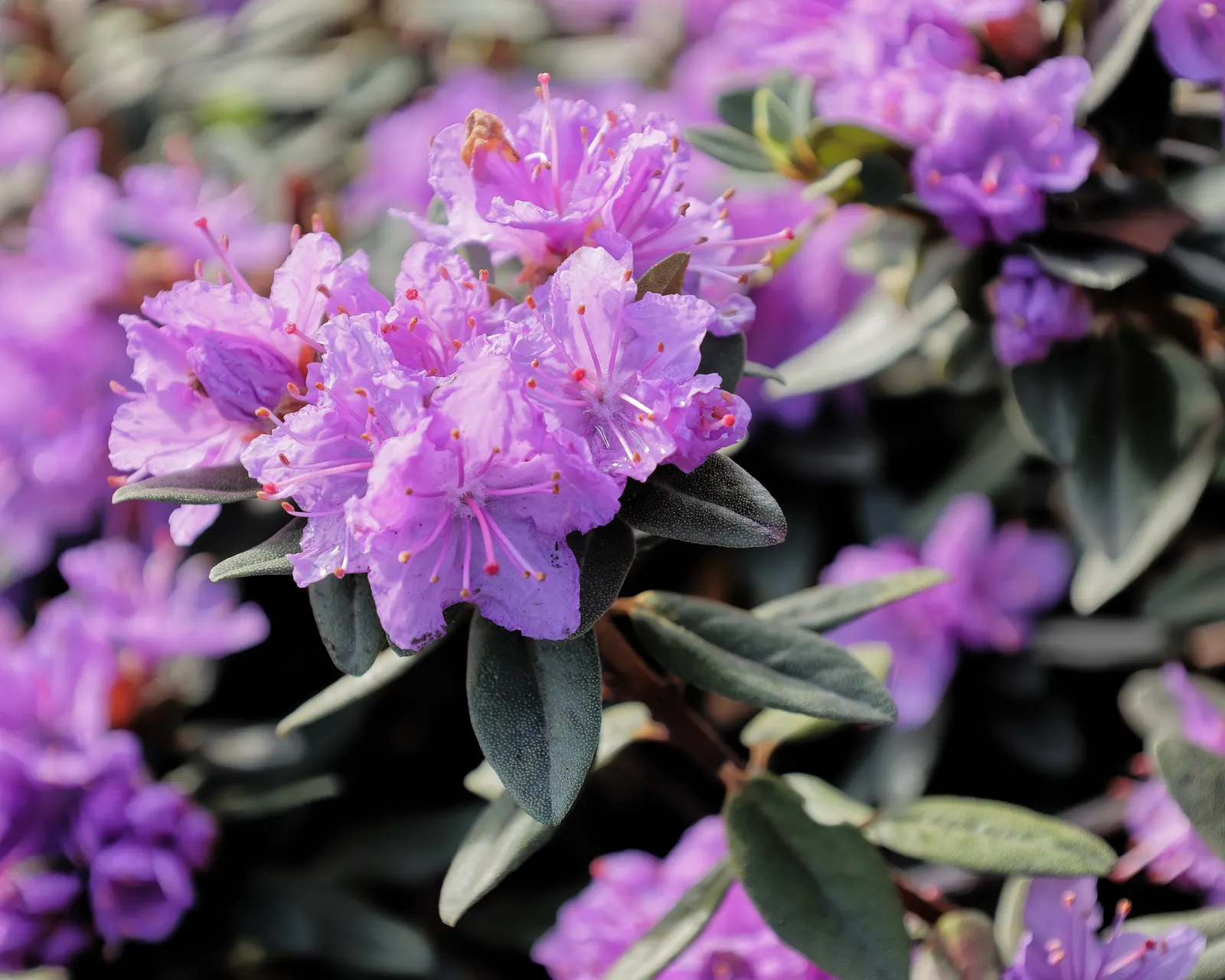 Ramapo Rhododendron (Rhododendron 'Ramapo') — perfectly suited for accentuating both formal and informal landscape designs