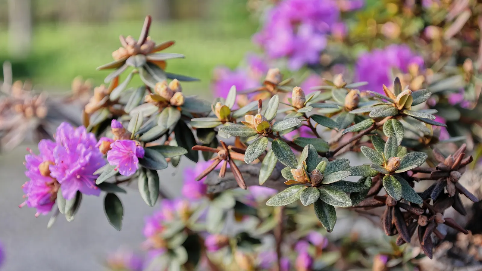 Ramapo Rhododendron (Rhododendron 'Ramapo') — highly regarded for its beautiful spring blooms and lush foliage