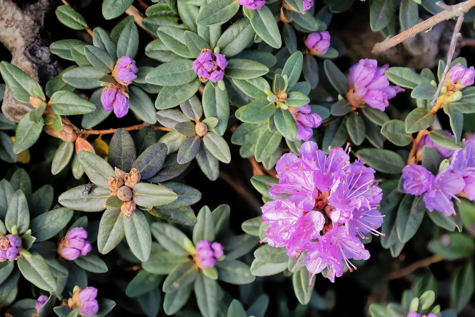 Ramapo Rhododendron (Rhododendron 'Ramapo') — a rich blue-green that maintains color throughout the year