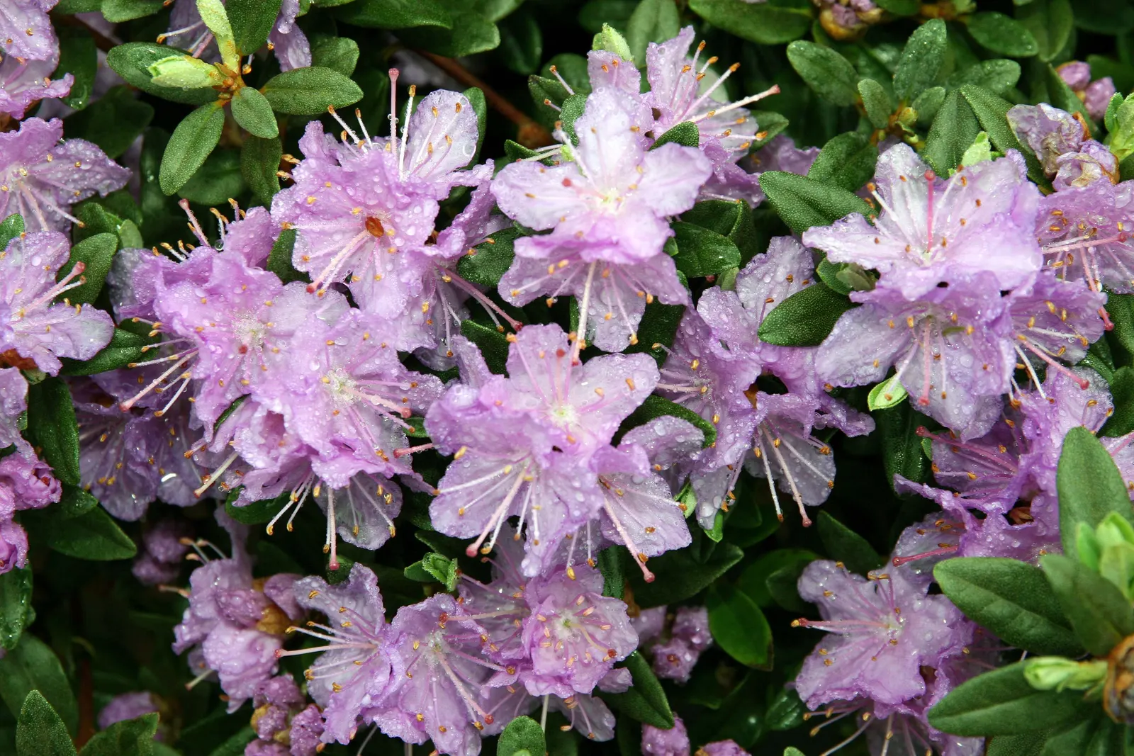 Ramapo Rhododendron (Rhododendron 'Ramapo') — Rhododendron 'Ramapo' is a compact evergreen shrub reaching 1-2 ft in height, with a spread of 2-3 ft