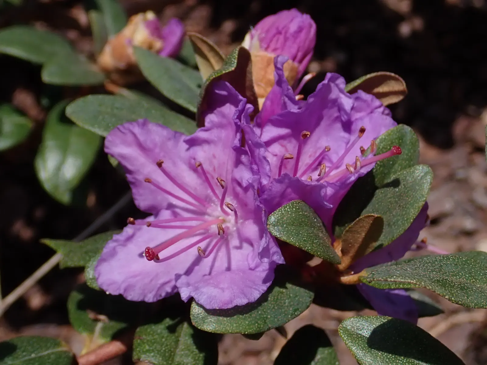 Ramapo Rhododendron (Rhododendron 'Ramapo') — 'Ramapo' is resistant to many of the common rhododendron pests and diseases