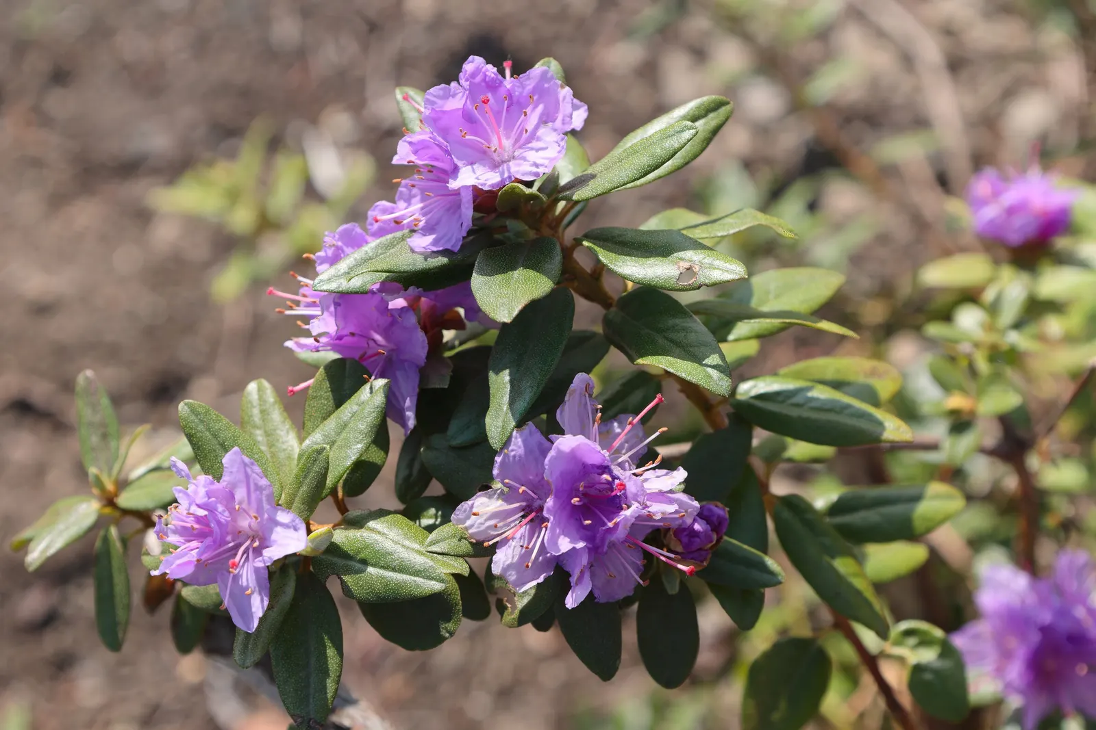 Ramapo Rhododendron (Rhododendron 'Ramapo') — 'Ramapo' typically reaches 1 to 2 feet in height with a similar spread