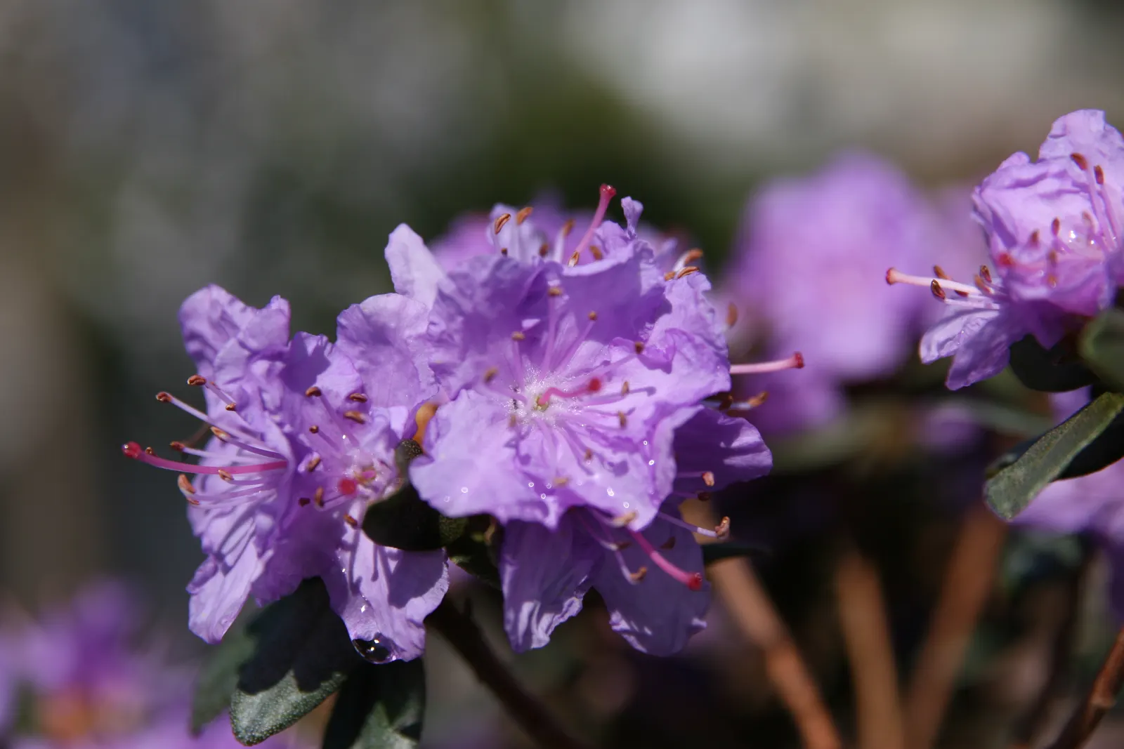 Ramapo Rhododendron (Rhododendron 'Ramapo') — In early to mid-spring, 'Ramapo' bursts into color with an abundant display of vibrant lilac-purple flowers