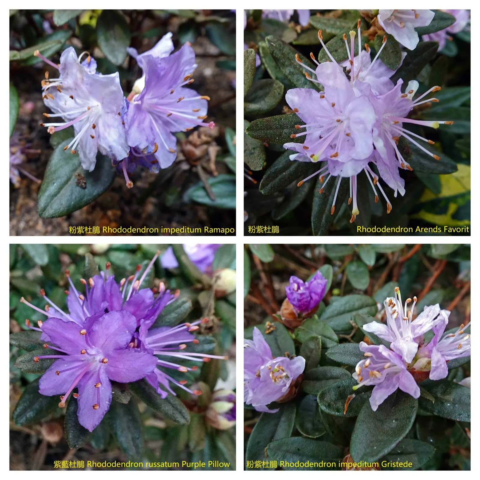 Ramapo Rhododendron (Rhododendron 'Ramapo') — this cold-hardy dwarf variety thrives in zones 4-8