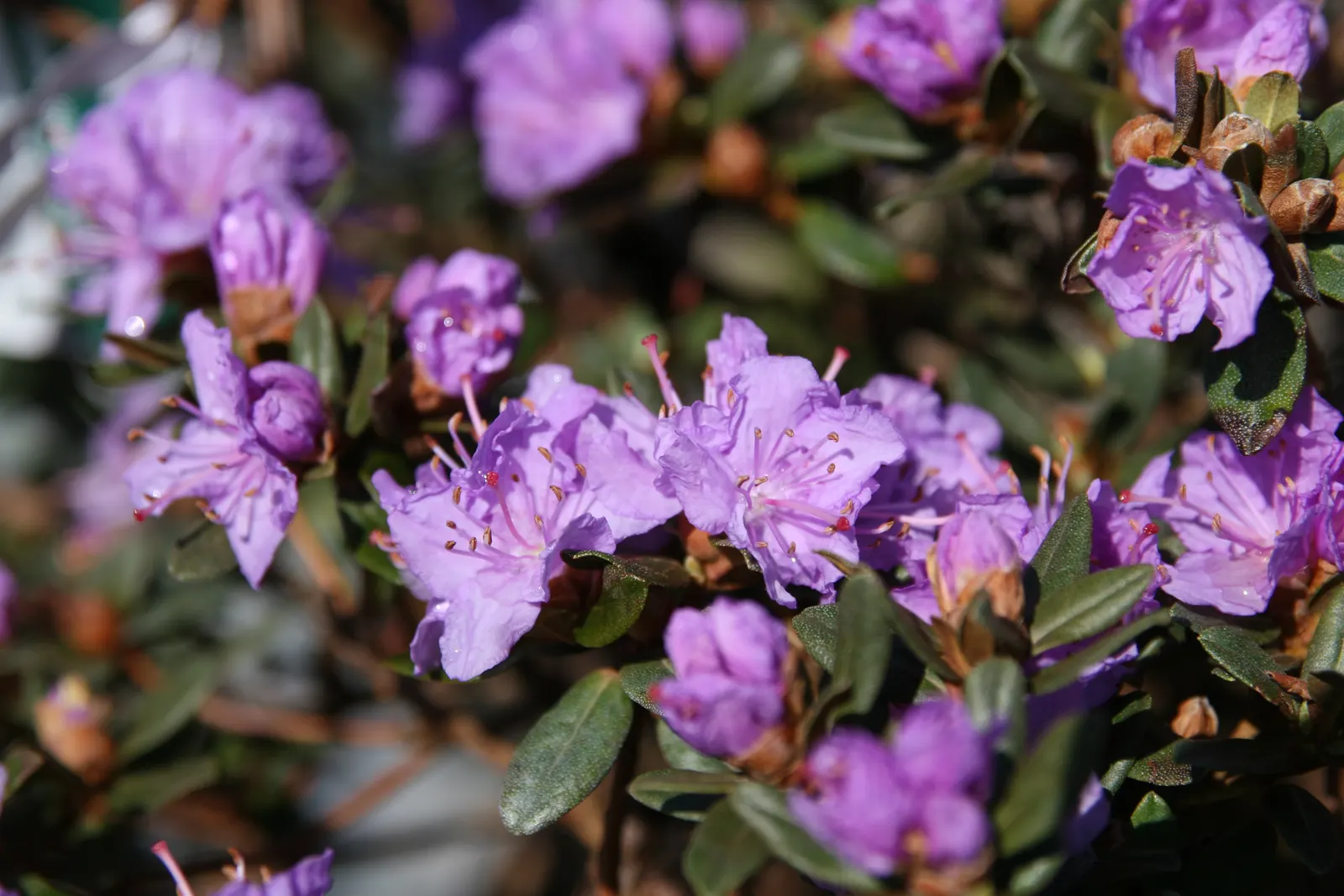 Ramapo Rhododendron (Rhododendron 'Ramapo') — It flourishes in well-drained, acidic soil, ideally with a pH between 4.5 and 6.0