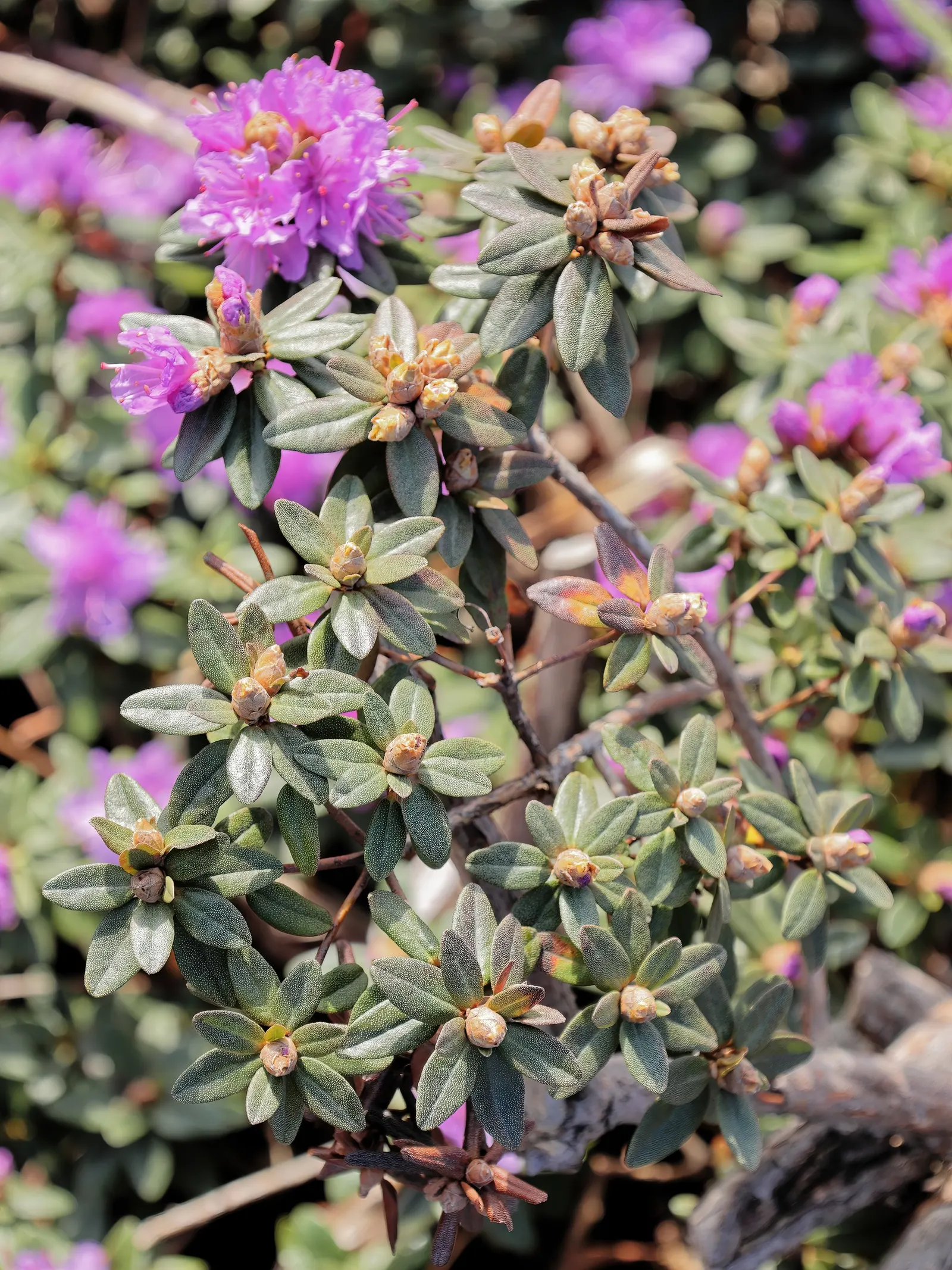 Ramapo Rhododendron (Rhododendron 'Ramapo') — Perfect for borders or mass plantings, 'Ramapo' provides year-round interest with minimal maintenance