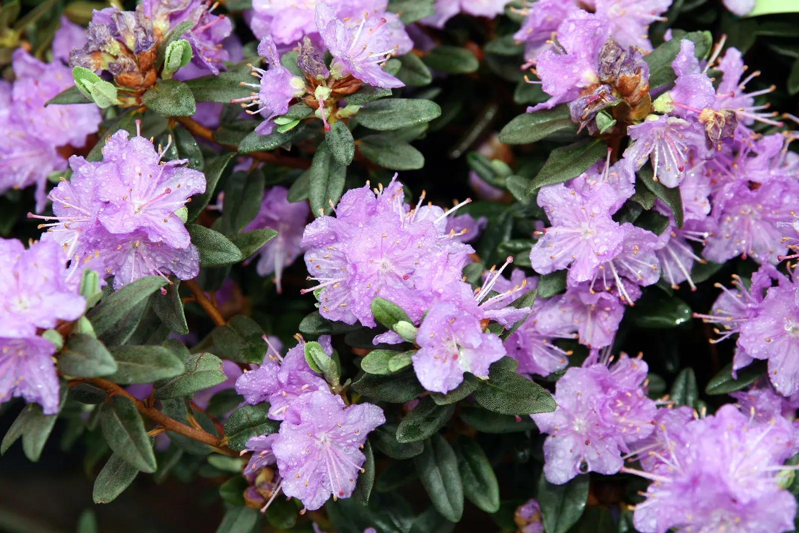 Ramapo Rhododendron (Rhododendron 'Ramapo') — It displays dense azalea-like foliage and abundant lavender flowers in spring