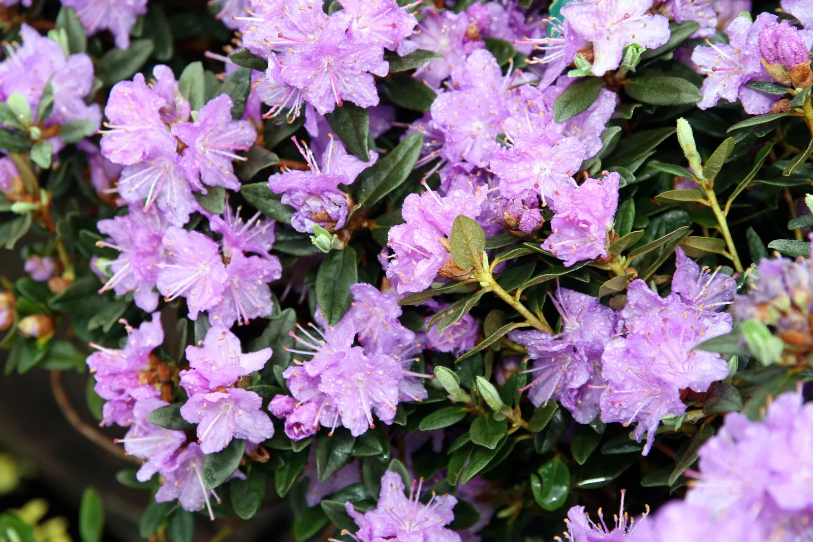 Ramapo Rhododendron (Rhododendron 'Ramapo') — This low maintenance shrub only requires occasional pruning to maintain shape and encourage bushier growth