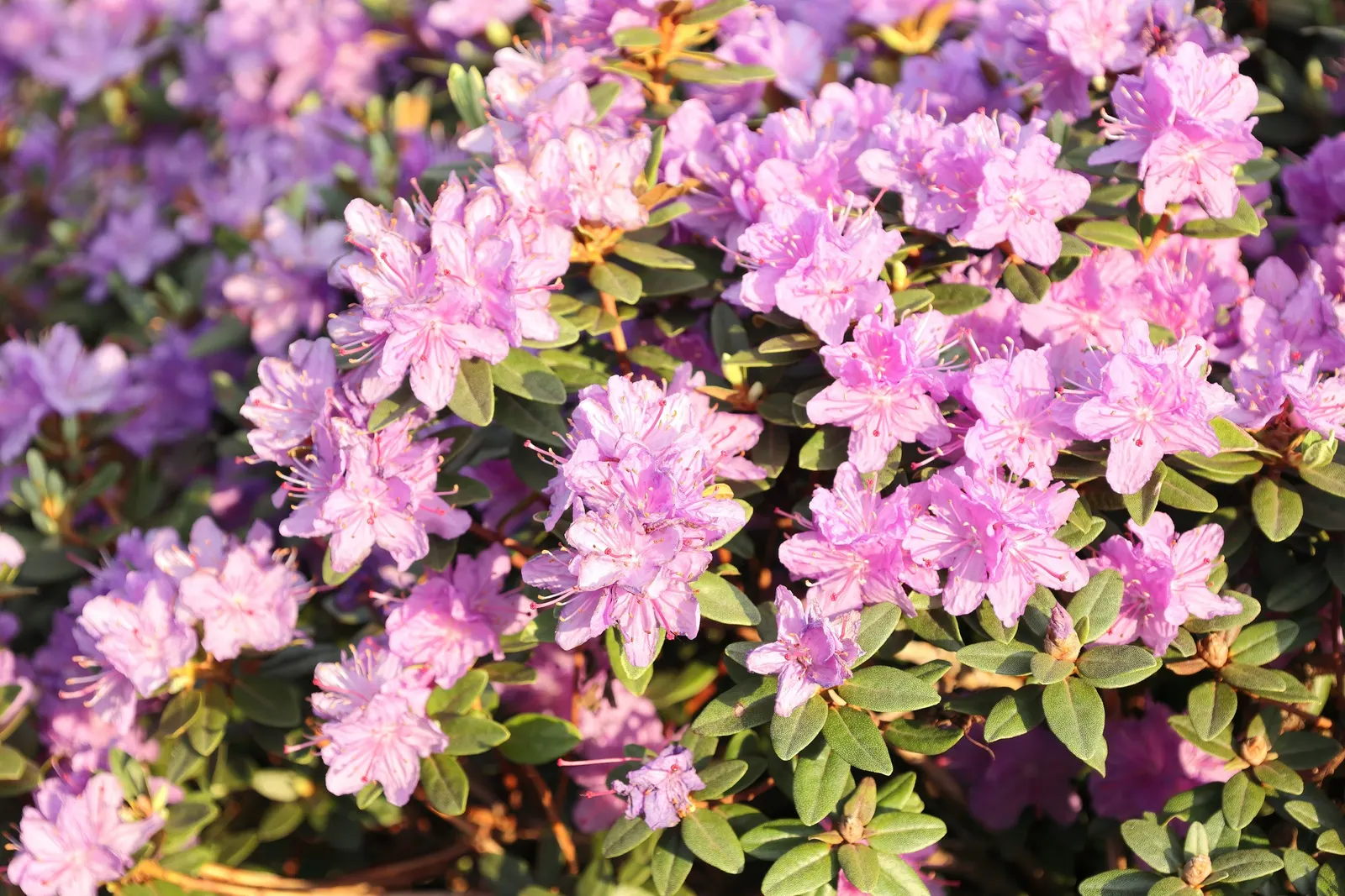 Ramapo Rhododendron (Rhododendron 'Ramapo') — preferring partial shade and well-drained