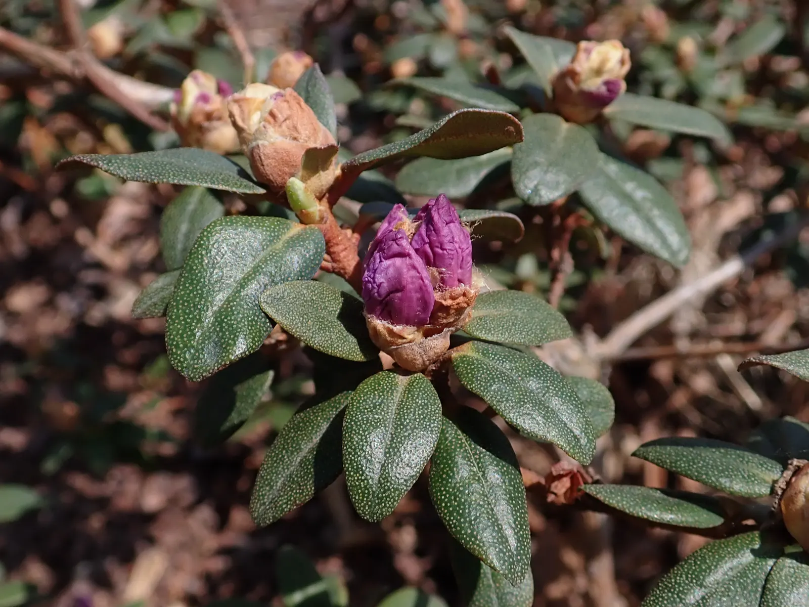 Ramapo Rhododendron (Rhododendron 'Ramapo') — clustered in trusses that cover the shrub
