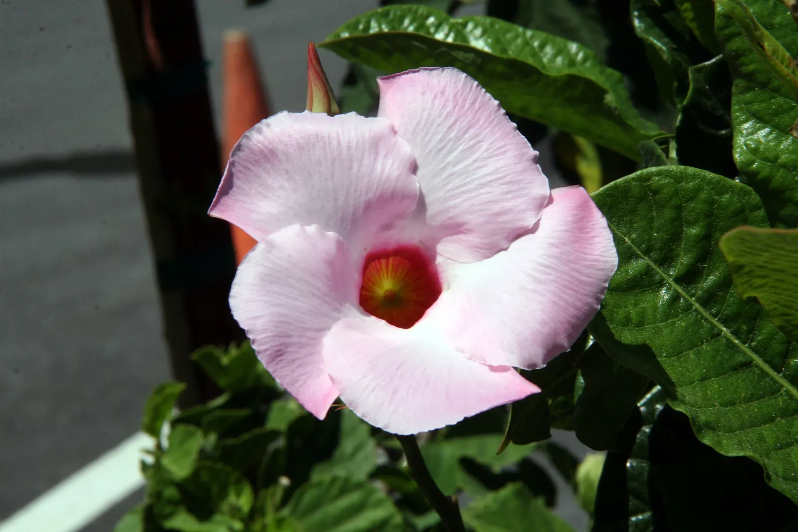 Red Riding Hood Mandevilla (Mandevilla Sanderi 'Red Riding Hood') — which stand out brilliantly against its glossy