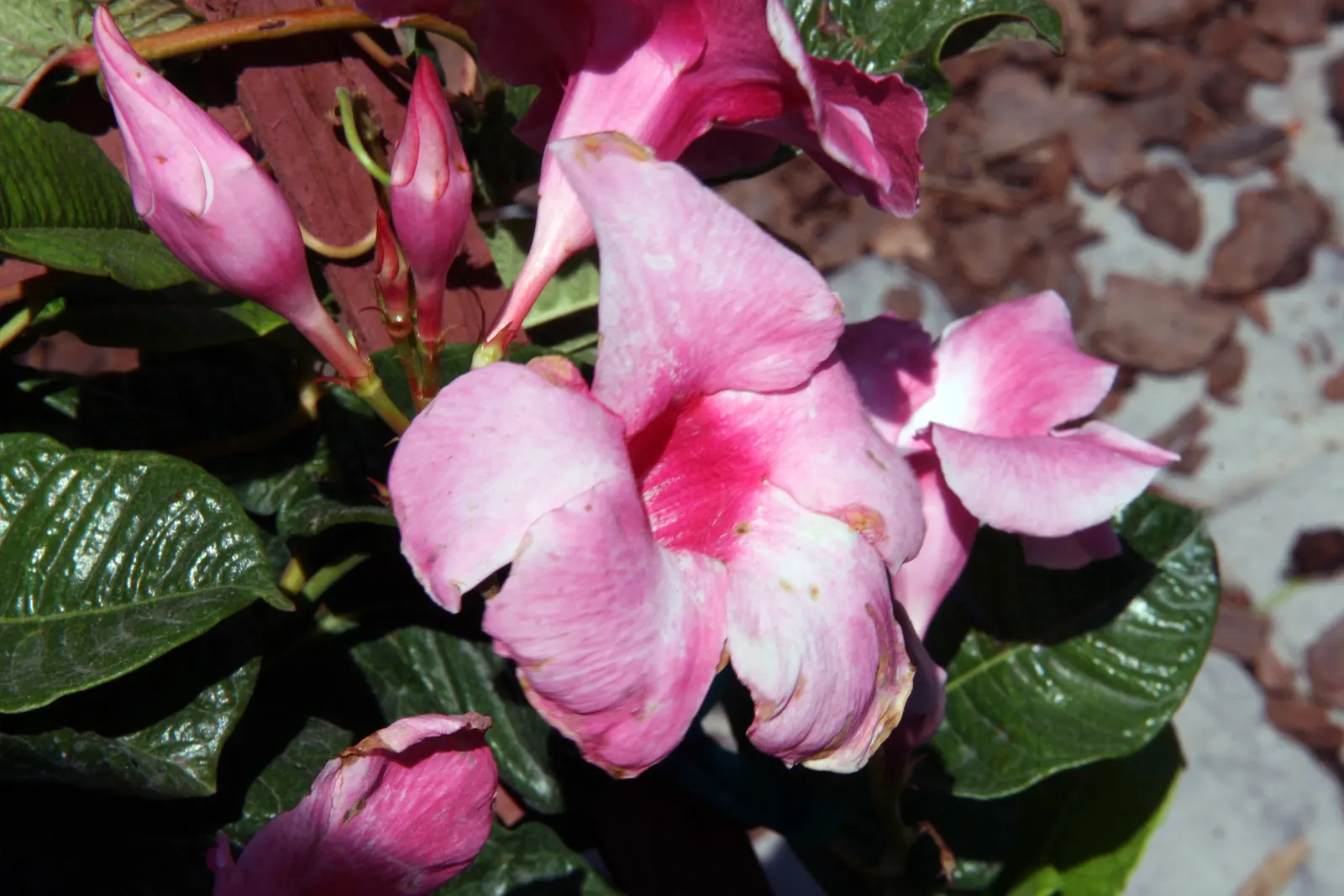 Red Riding Hood Mandevilla (Mandevilla Sanderi 'Red Riding Hood') — provide a continuous display of color from late spring through autumn