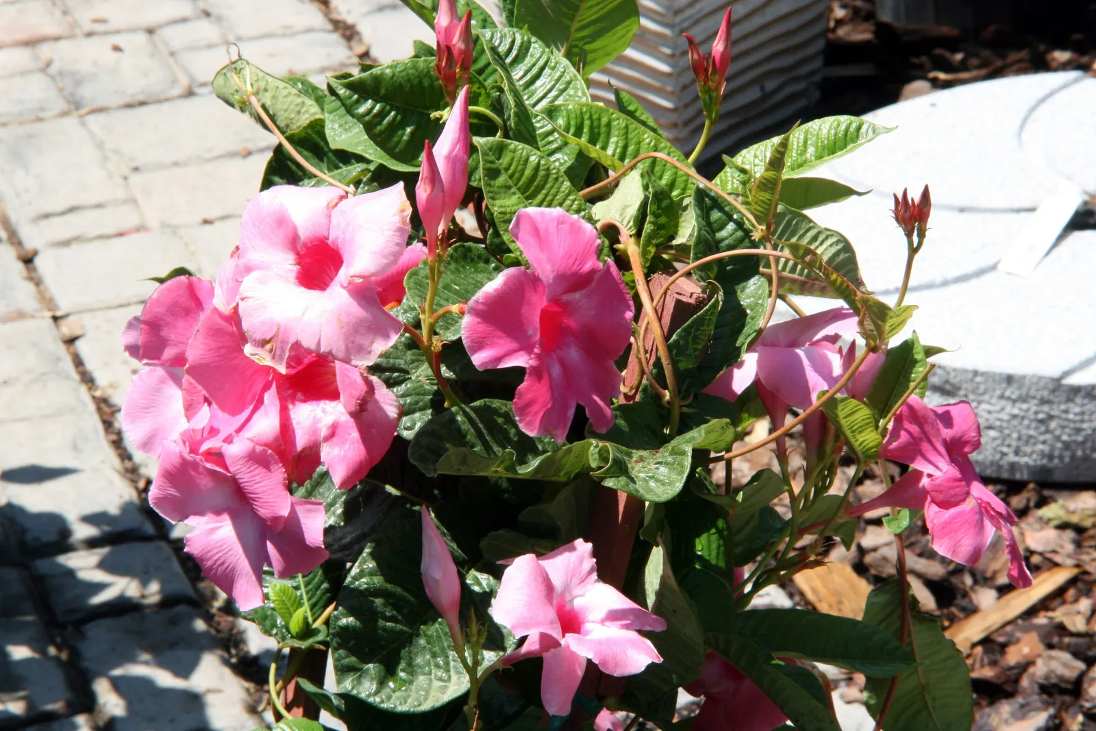Red Riding Hood Mandevilla (Mandevilla Sanderi 'Red Riding Hood') — each measuring approximately 2 to 3 inches in diameter