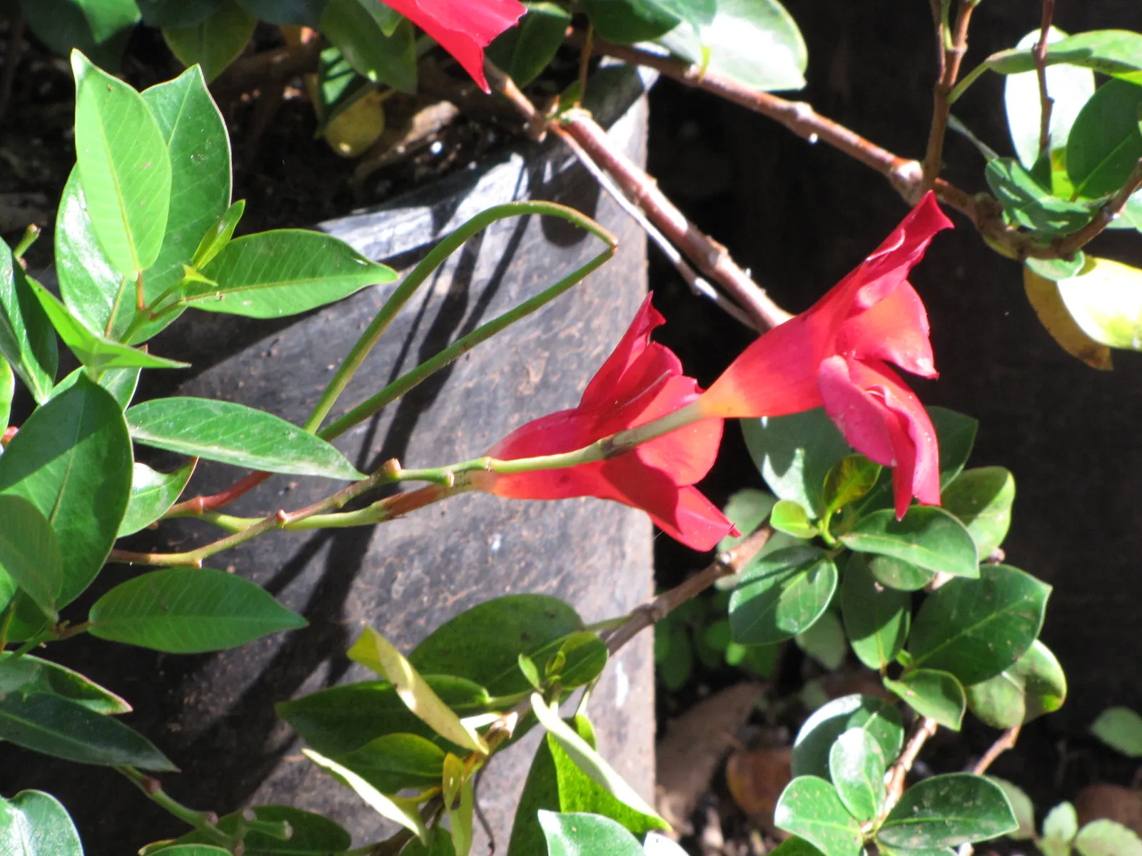 Red Riding Hood Mandevilla (Mandevilla Sanderi 'Red Riding Hood') — This particular cultivar boasts trumpet-shaped blossoms that unfurl to reveal a stunning
