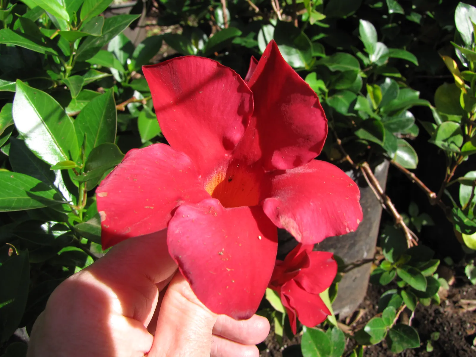 Red Riding Hood Mandevilla (Mandevilla Sanderi 'Red Riding Hood') — is a vibrant climber that showcases rich