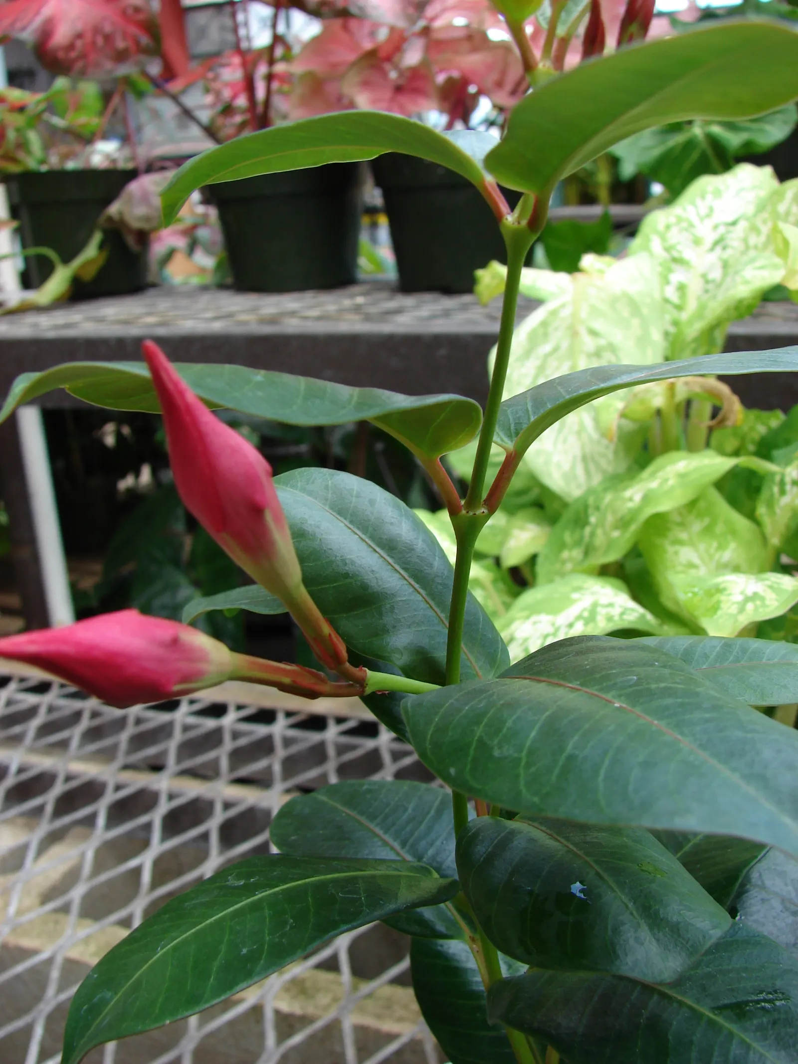 Red Riding Hood Mandevilla (Mandevilla Sanderi 'Red Riding Hood') — reaching up to 10 feet tall